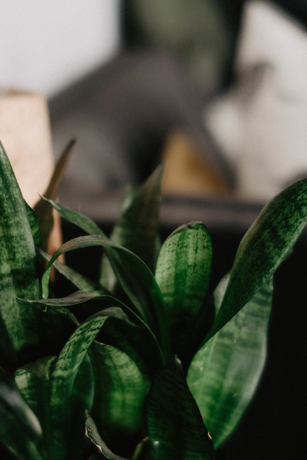 plants-6.jpg