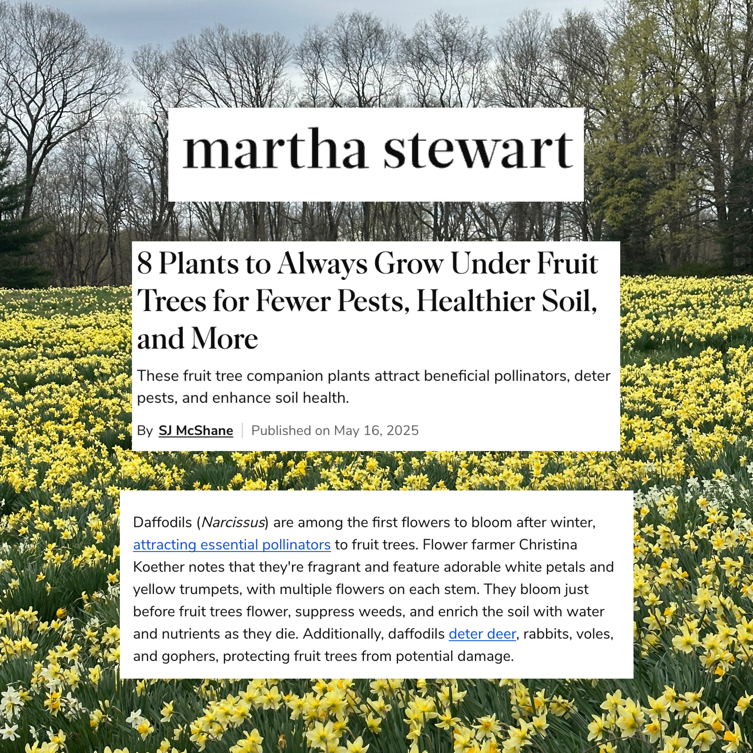 Untitled design (13).png