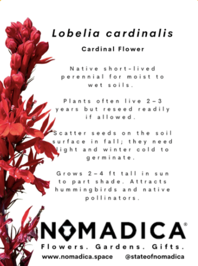 Lobelia Cardinalis Seed