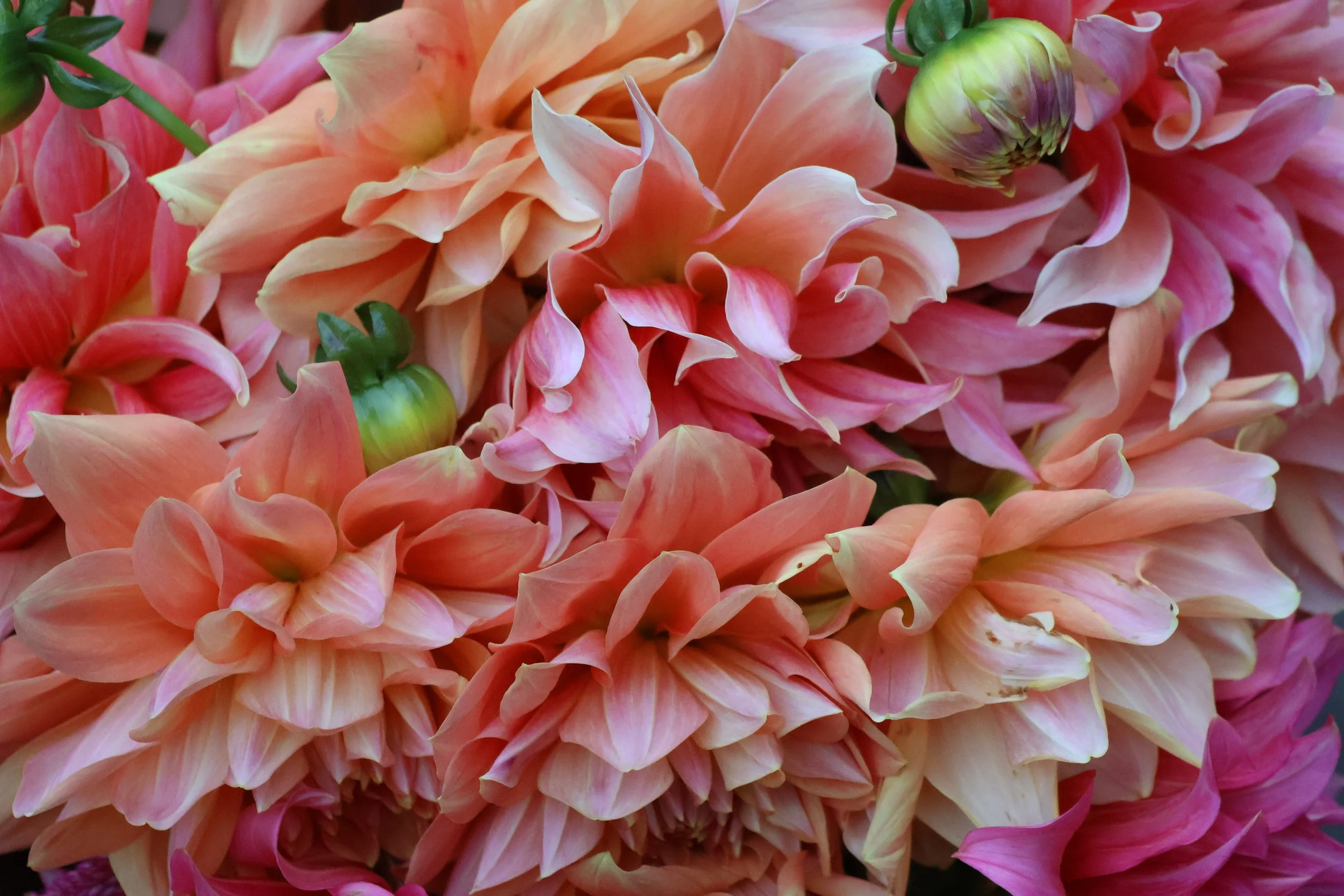 2026 Dahlia Bouquet Subscription. PICK UP in Weston, CT