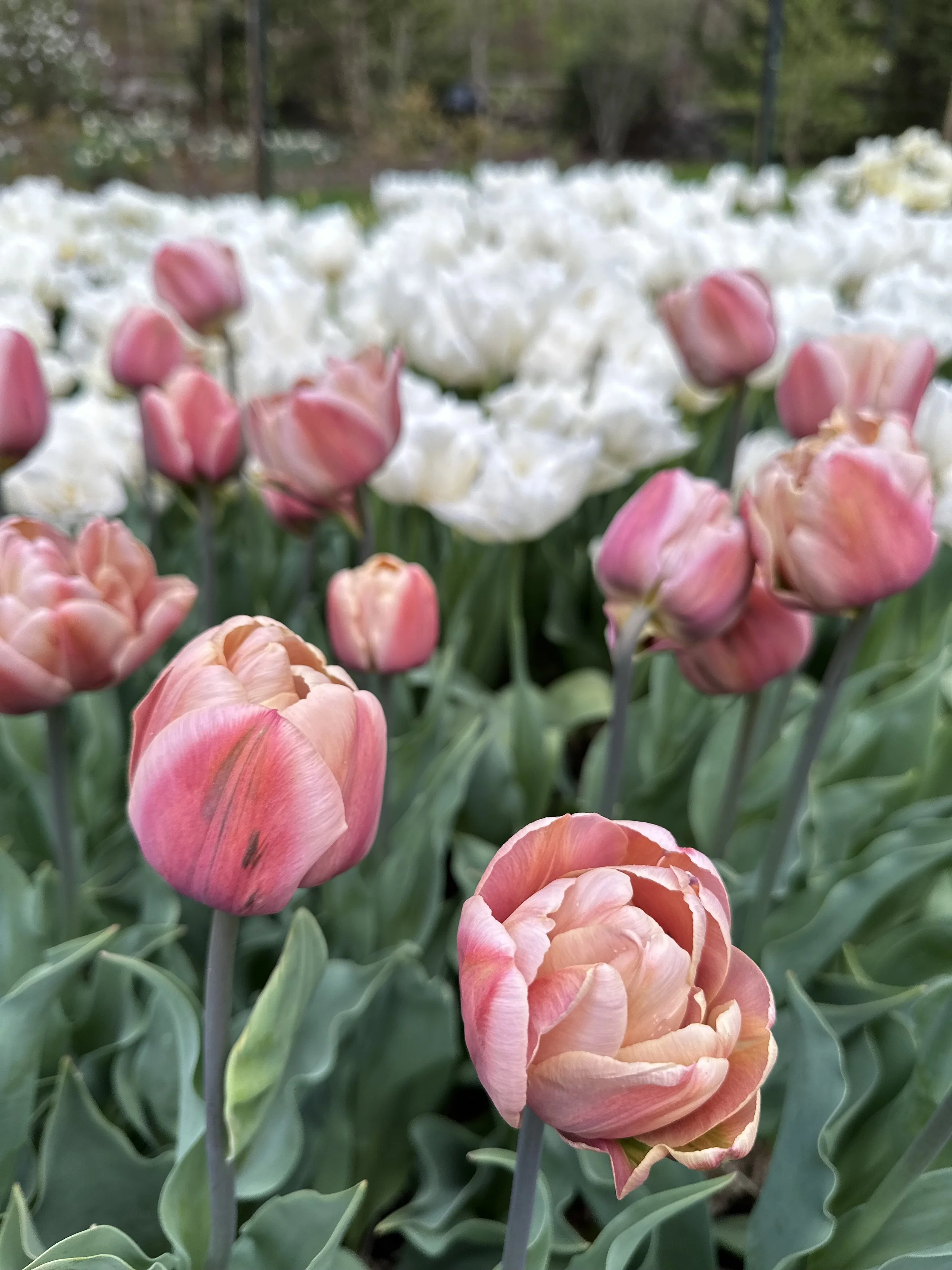 Tulip La Belle Epoque Bulbs