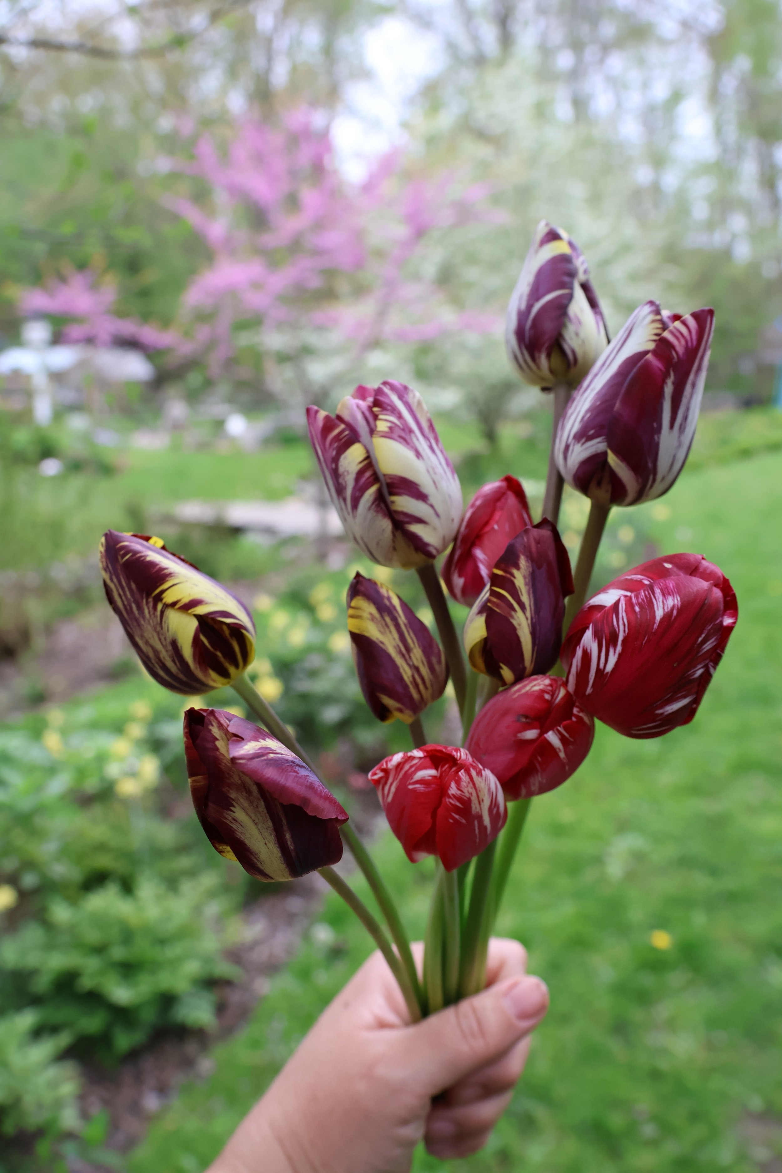 Tulipmania Broken Tulip Bouquet