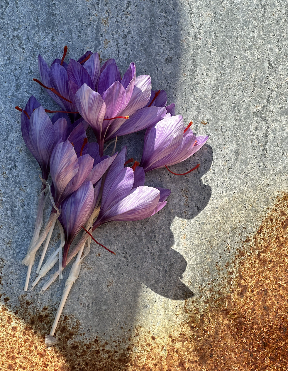 Saffron Crocus (Crocus sativa) Corms