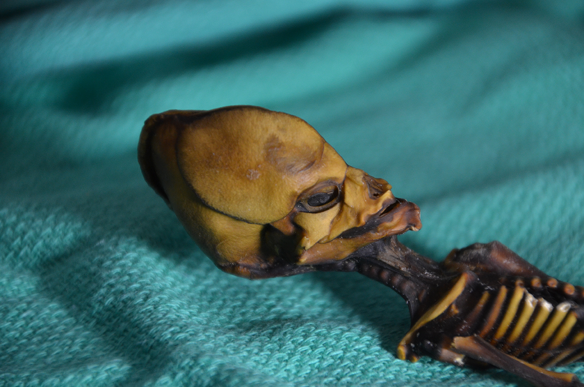 Figure 1. Picture courtesy of Dr. Emery Smith.