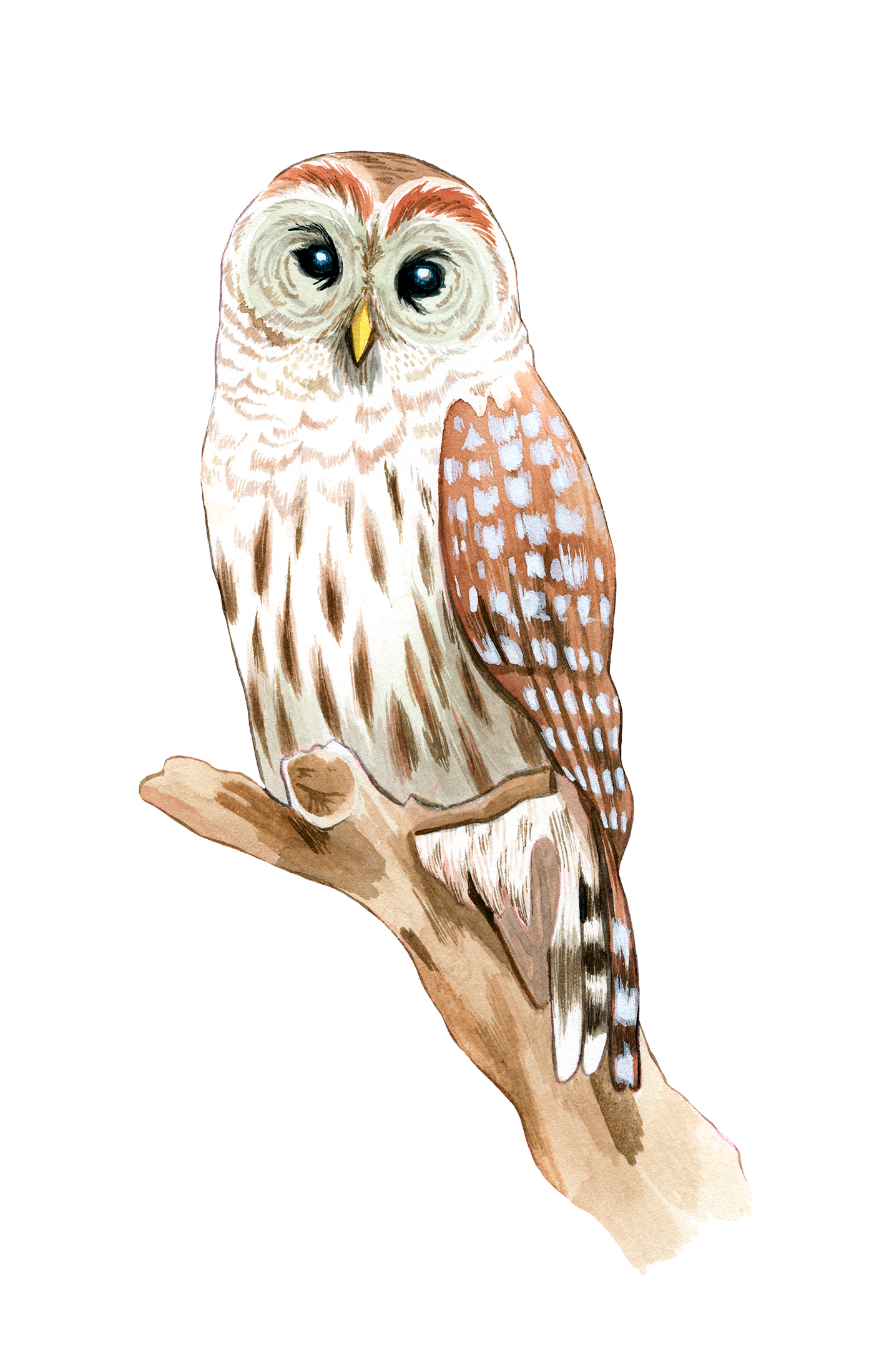 Les oiseaux de la SÉPAQ
Série d’illustrations sur les oiseaux emblèmes de chaque parc national du Québec.
Gouache sur papier Arches, 2022.