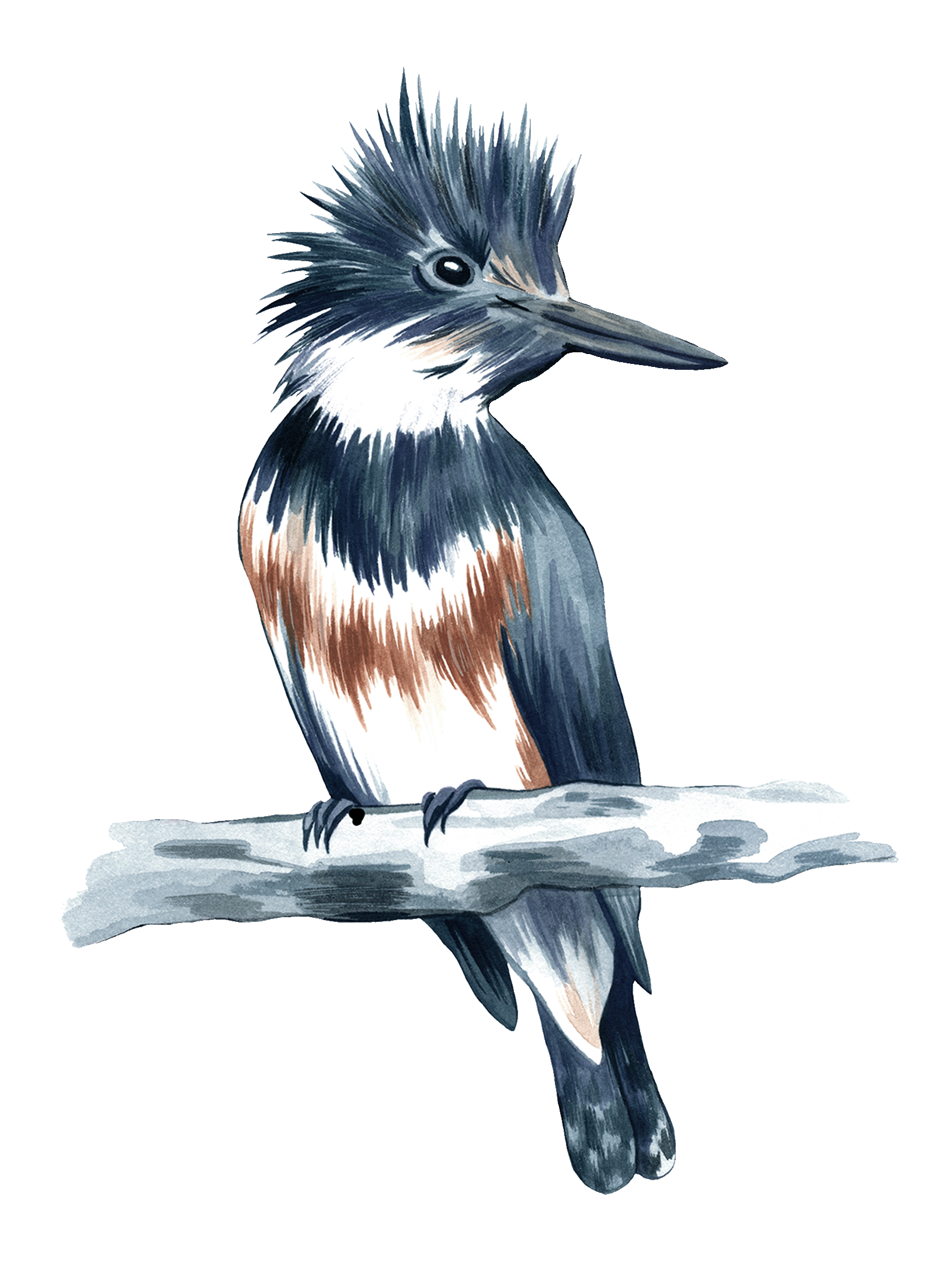 Les oiseaux de la SÉPAQ
Série d’illustrations sur les oiseaux emblèmes de chaque parc national du Québec.
Gouache sur papier Arches, 2022.