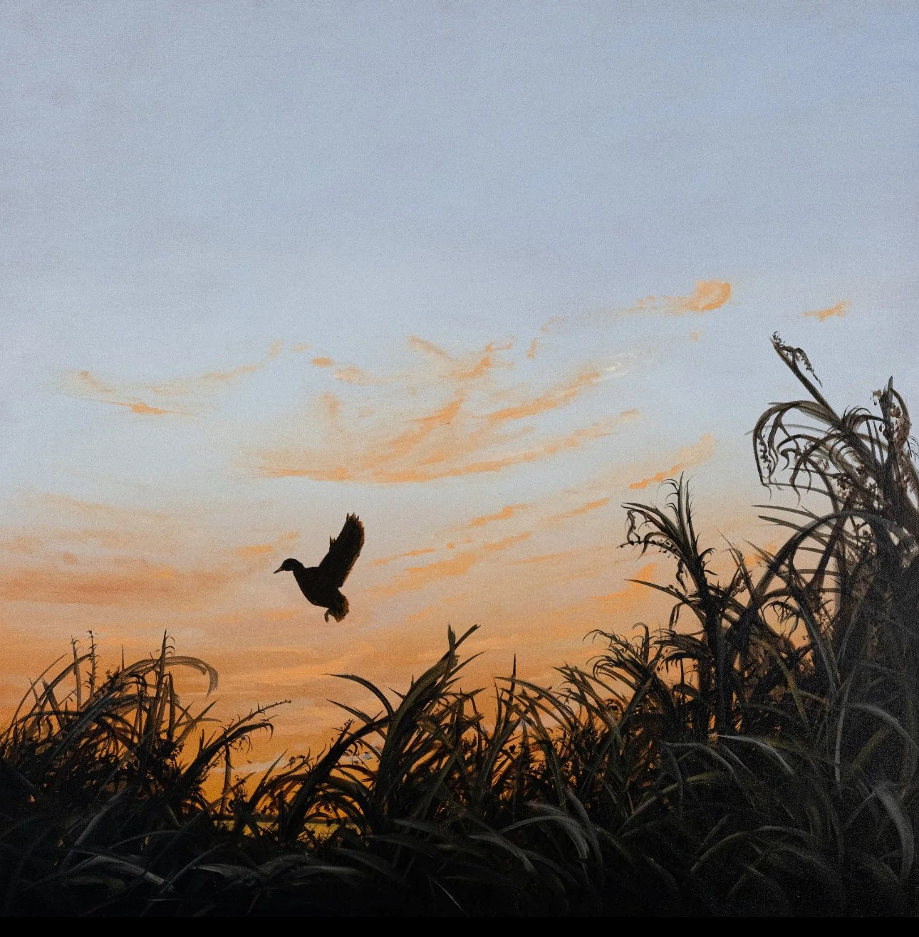 BlueMornin 36x36.jpg