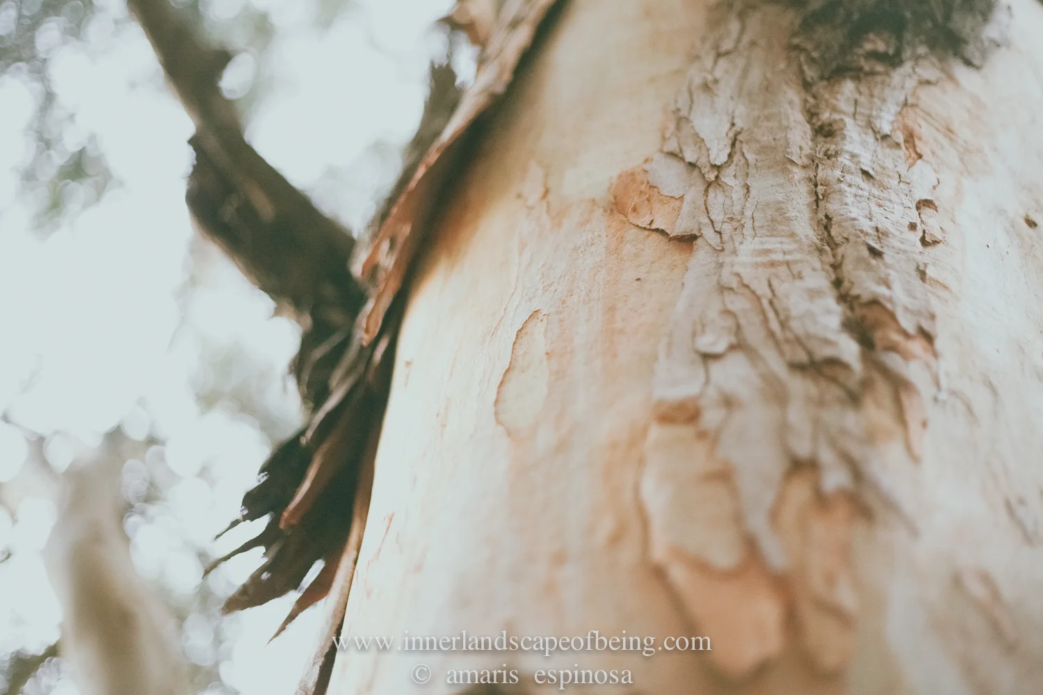 Amaris Espinosa_with watermark-230.jpg