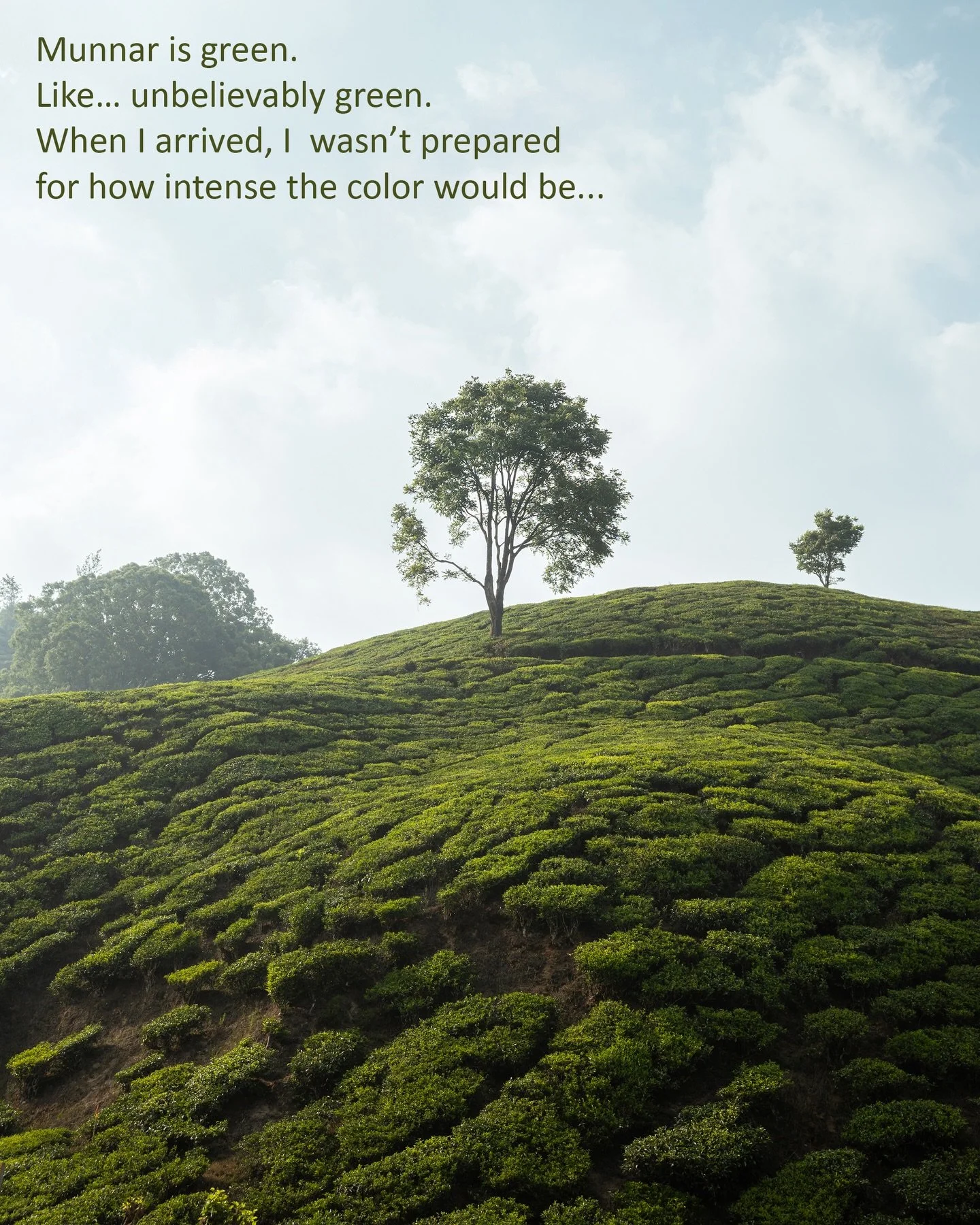 When I arrived in #Munnar, I wasn&rsquo;t prepared for how intense the green color would be. Not just a few trees here and there. Not just some hills in the distance. I&rsquo;m talking about endless rolling carpets of tea plants, layered across the m