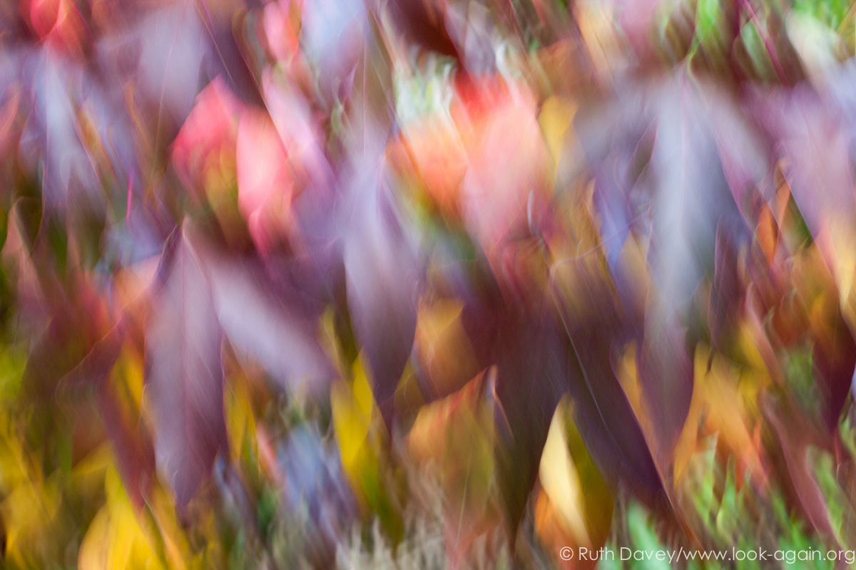 Ruth-Davey-Look-Again-Canon-mindful-photography-for-wellbeing-2.jpg