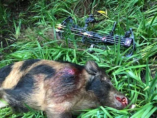 boar.jpg