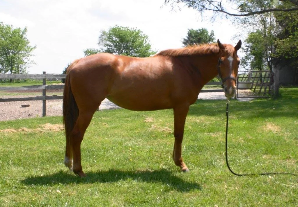 Throwing it back to our racing roots, we have Hard To Read in foal to Birdstone for a foal to watch for on the track. Hard To read is by Alphabet Soup and of the Little Missouri mare Little Mo. She is a mostly distance runner, preferring to run on the turf. She has had two warmblood foals for us, but she's too good of a TB to not use her for racing.