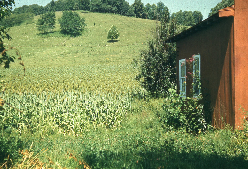 1962 Cane Patch in Stickleyville
