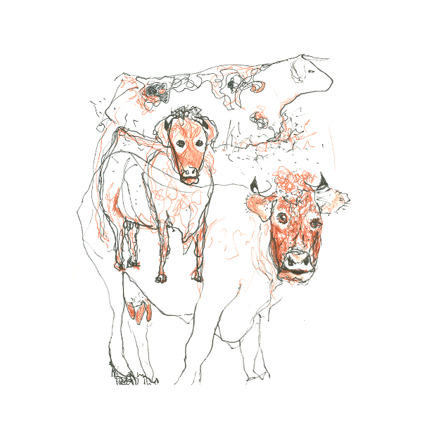 Cows@1200px.png