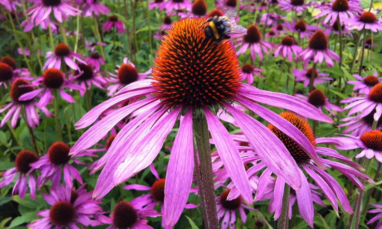 web_Practical-perennials-2.jpg