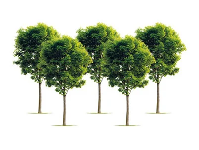 Trees in Toronto Panel Discussion 