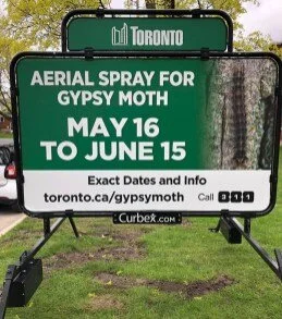 Update on Toronto's Gypsy Moth Program
