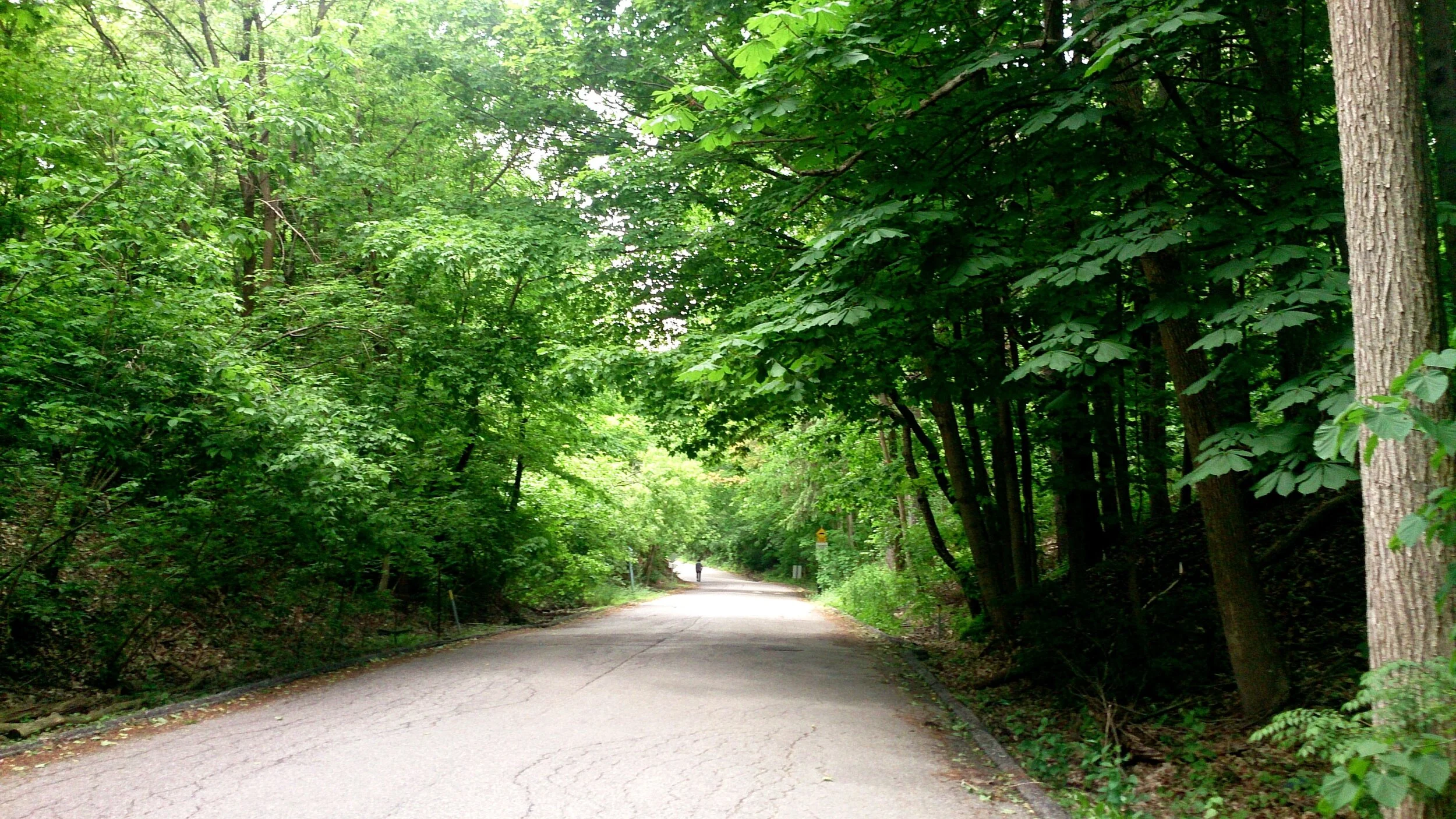 From Green to Greener: Upcoming Restoration Plantings in Ward 15 Parks 