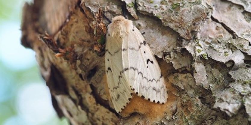 Gypsy Moth Spray 2022 