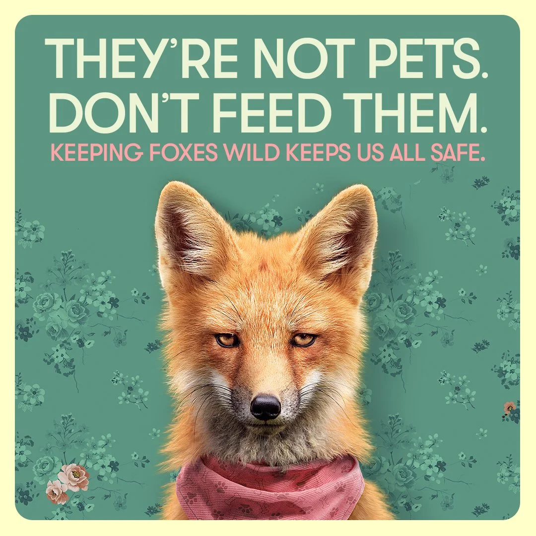 Don’t Feed Them! Wildlife in the City 