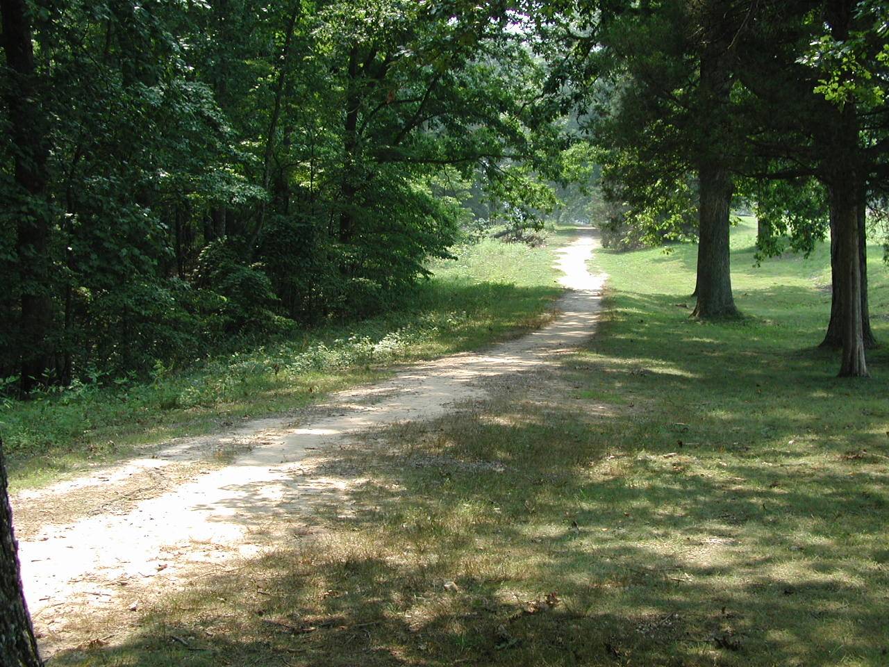 forest path.jpg