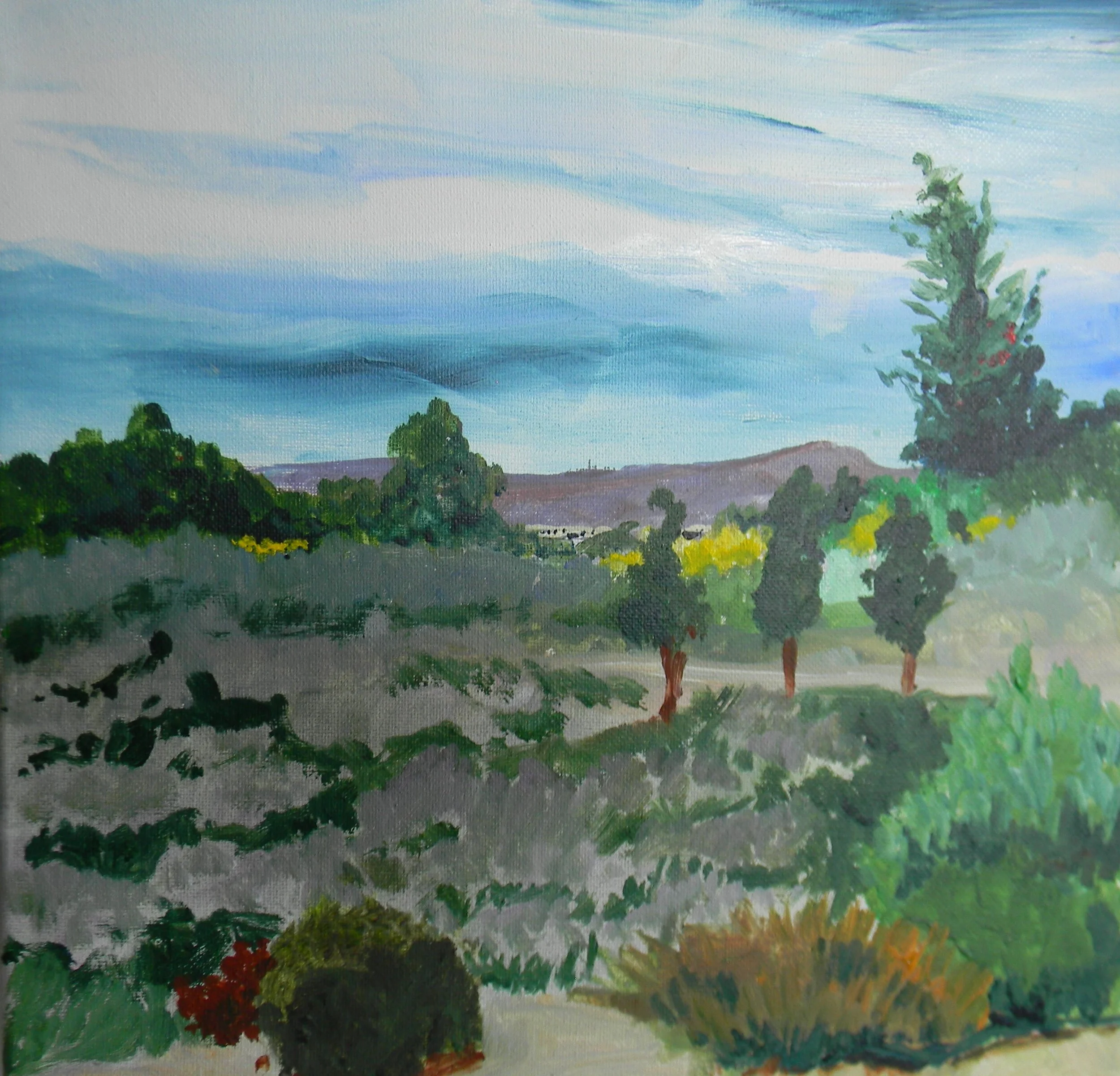 Rabbit Brush Field in Spring