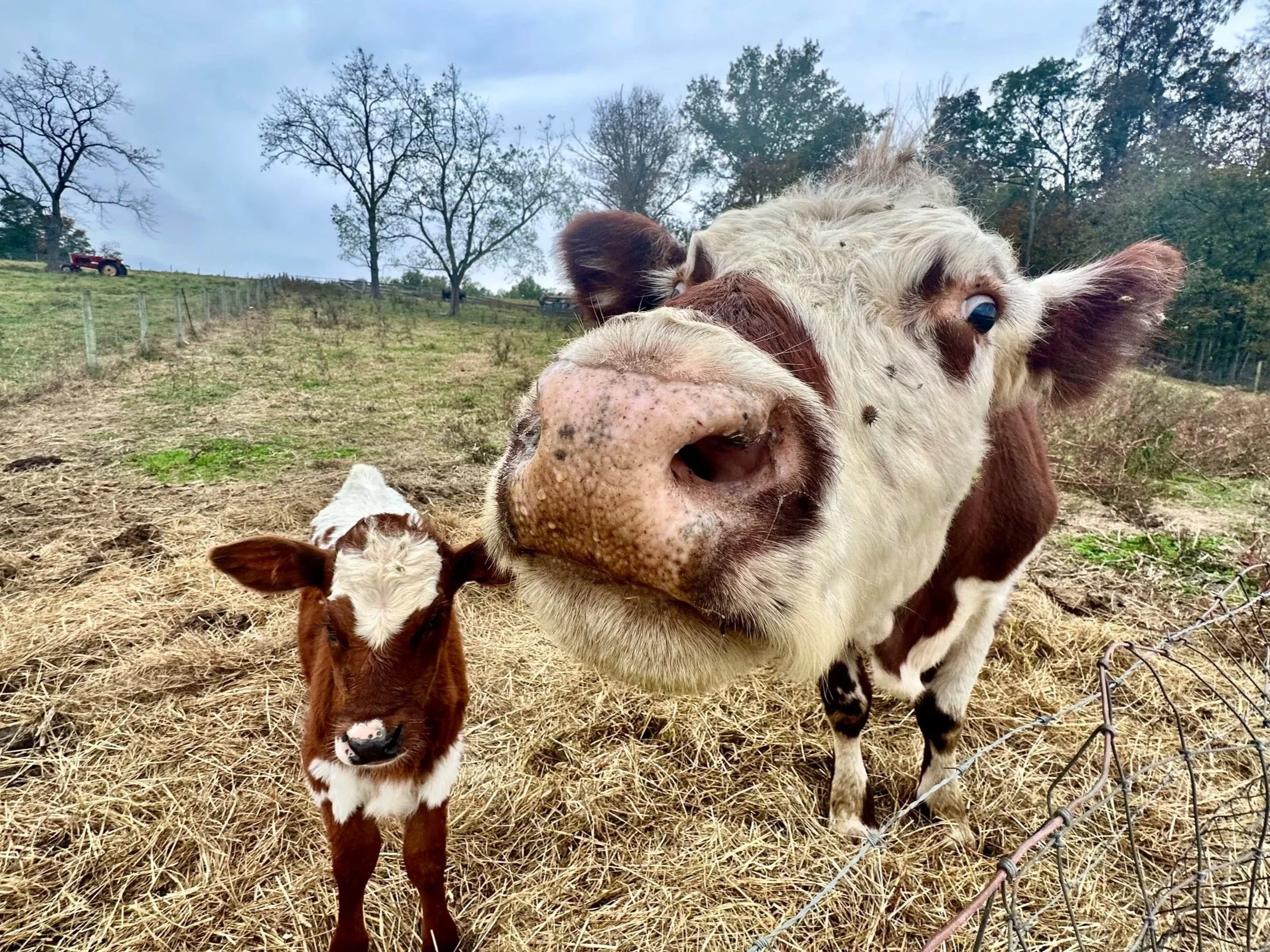 A close-up of a farm scene showing a brown and white calf and a white cow with brown patches. The calf is looking directly at the camera while the cow is slightly behind, also facing forward. The background features a fenced pasture with sparse trees and a cloudy sky.