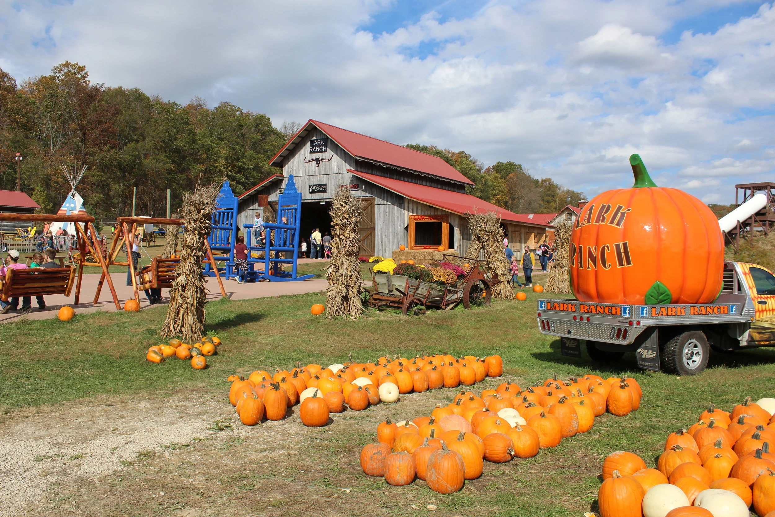 Pumpkin patch