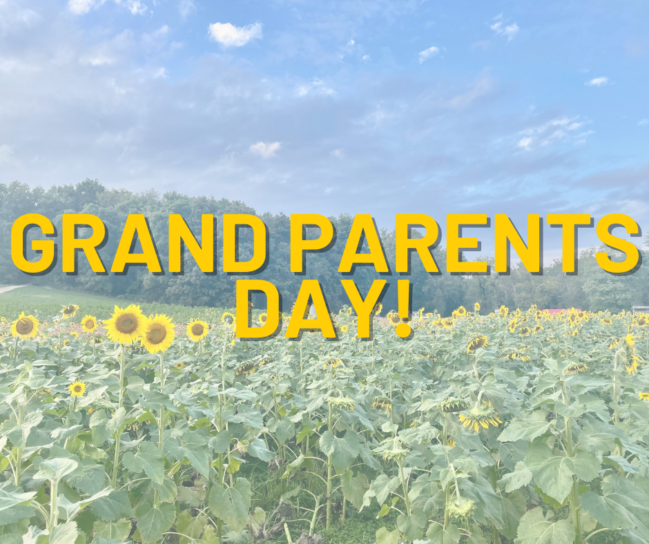 A field of blooming sunflowers under a partly cloudy sky with a forest in the background, overlaid with yellow text that reads "Grand Parents Day!"