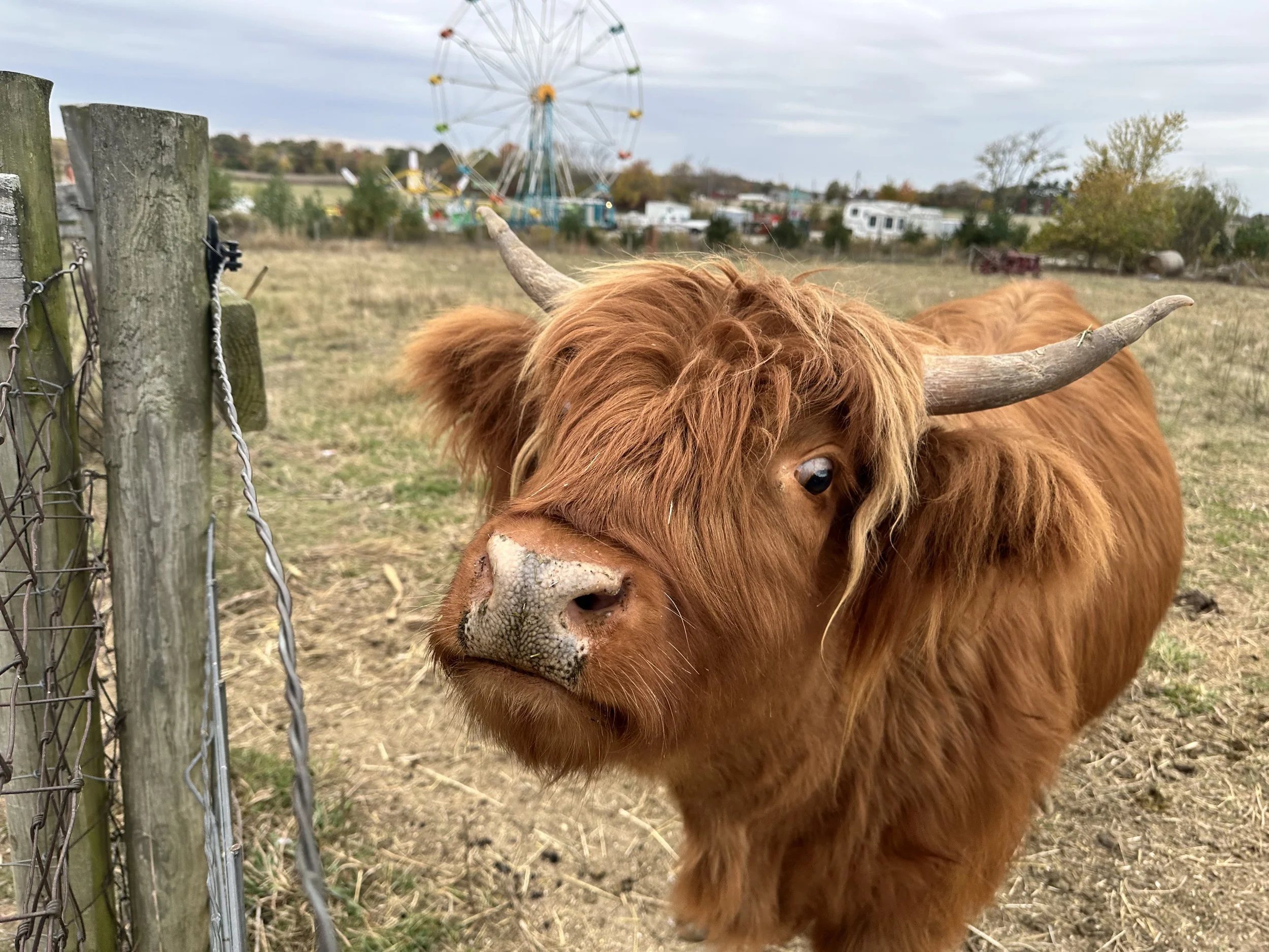 highland cow at Lark Ranch