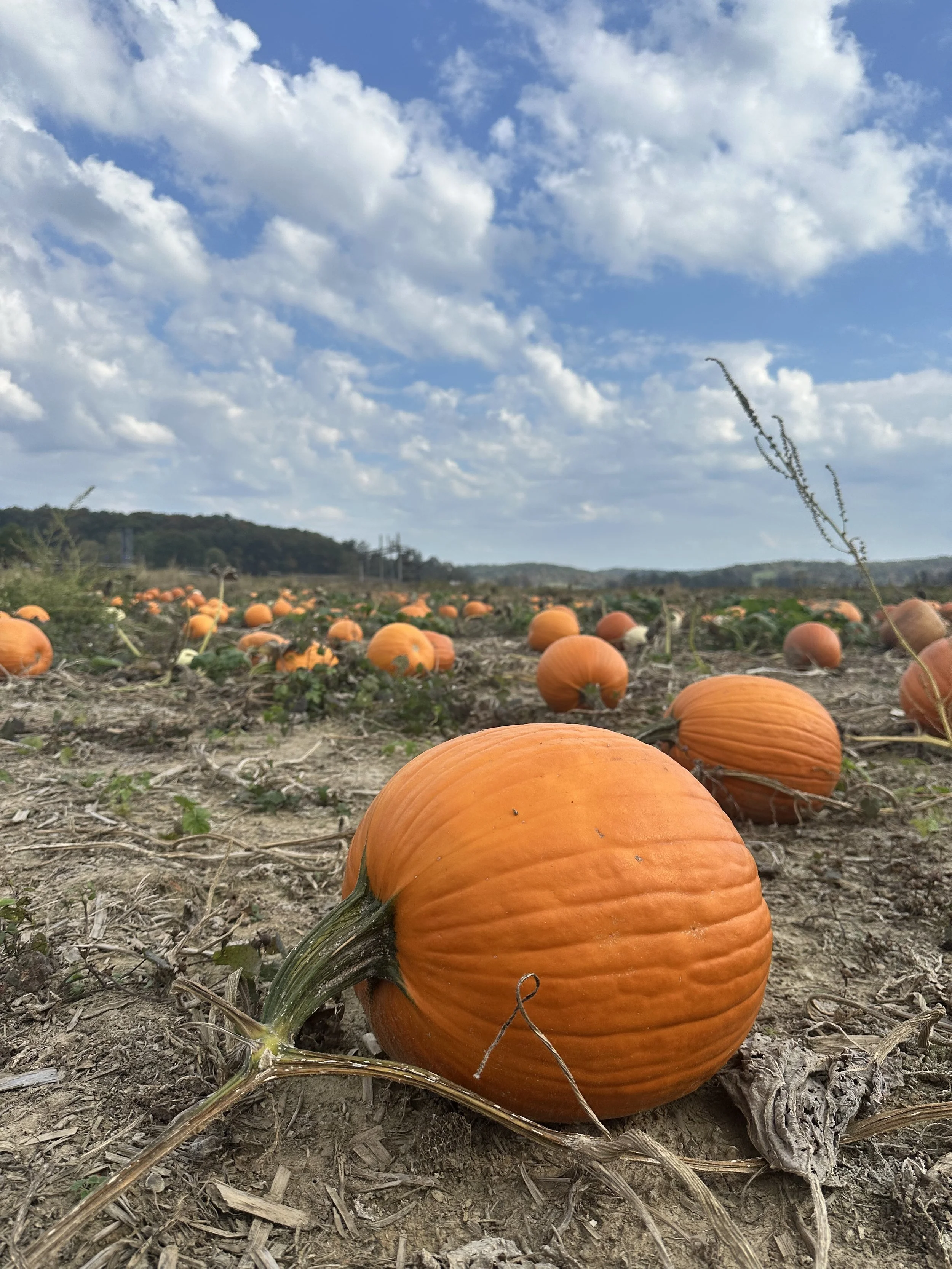u pick pumpkin patch at Lark Ranch