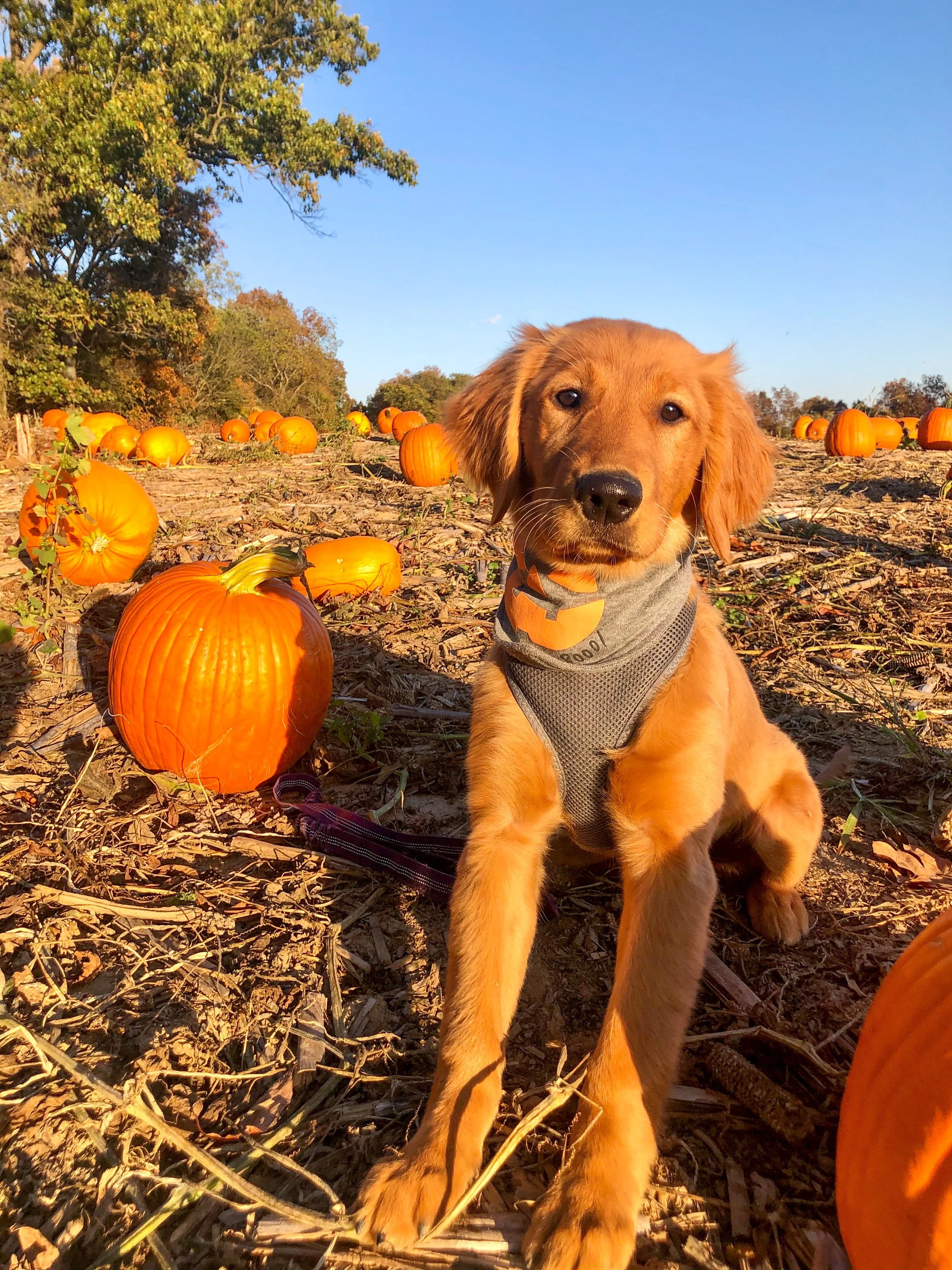 U-pick pumpkin patch at Lark Ranch
