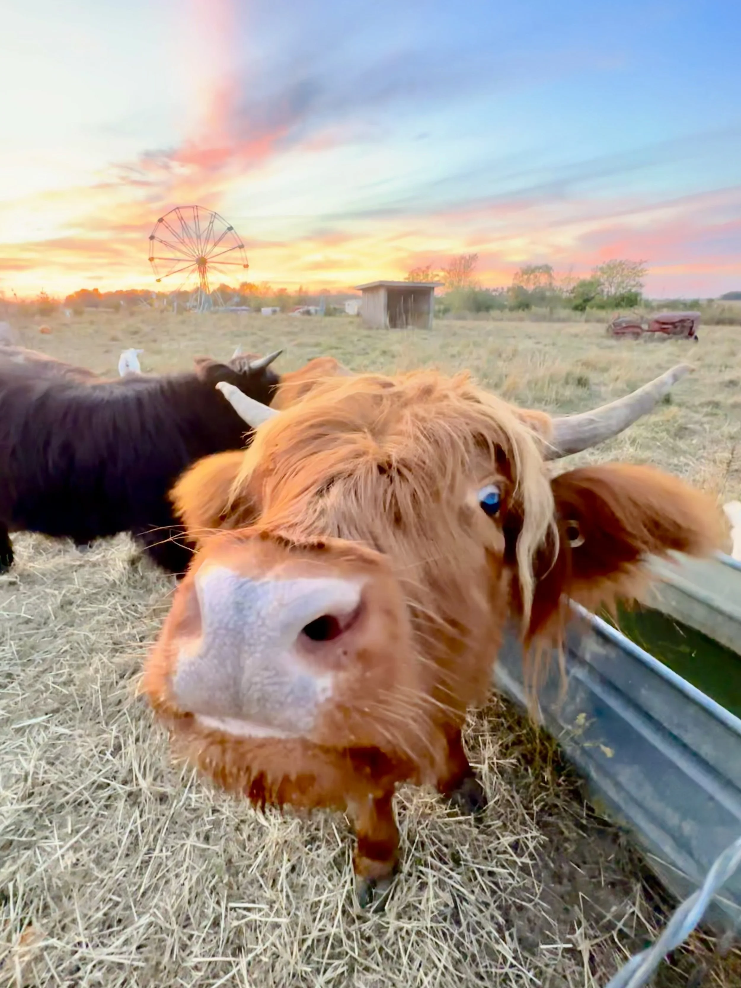 Close-up of a brown calf with white markings on its face standing next to a black calf with horns in a grassy field at sunset. In the background, there is a rustic shed, a white horse, a Ferris wheel, and a sunset sky with scattered clouds.