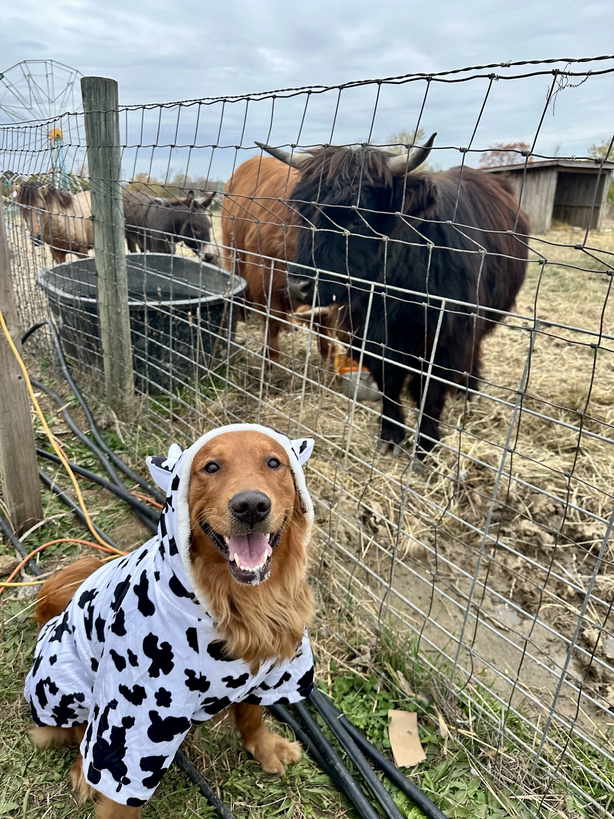 A happy dog wearing a cow print raincoat standing in front of a wire fence with farm animals including a horse and a donkey behind it, outdoors on a cloudy day.