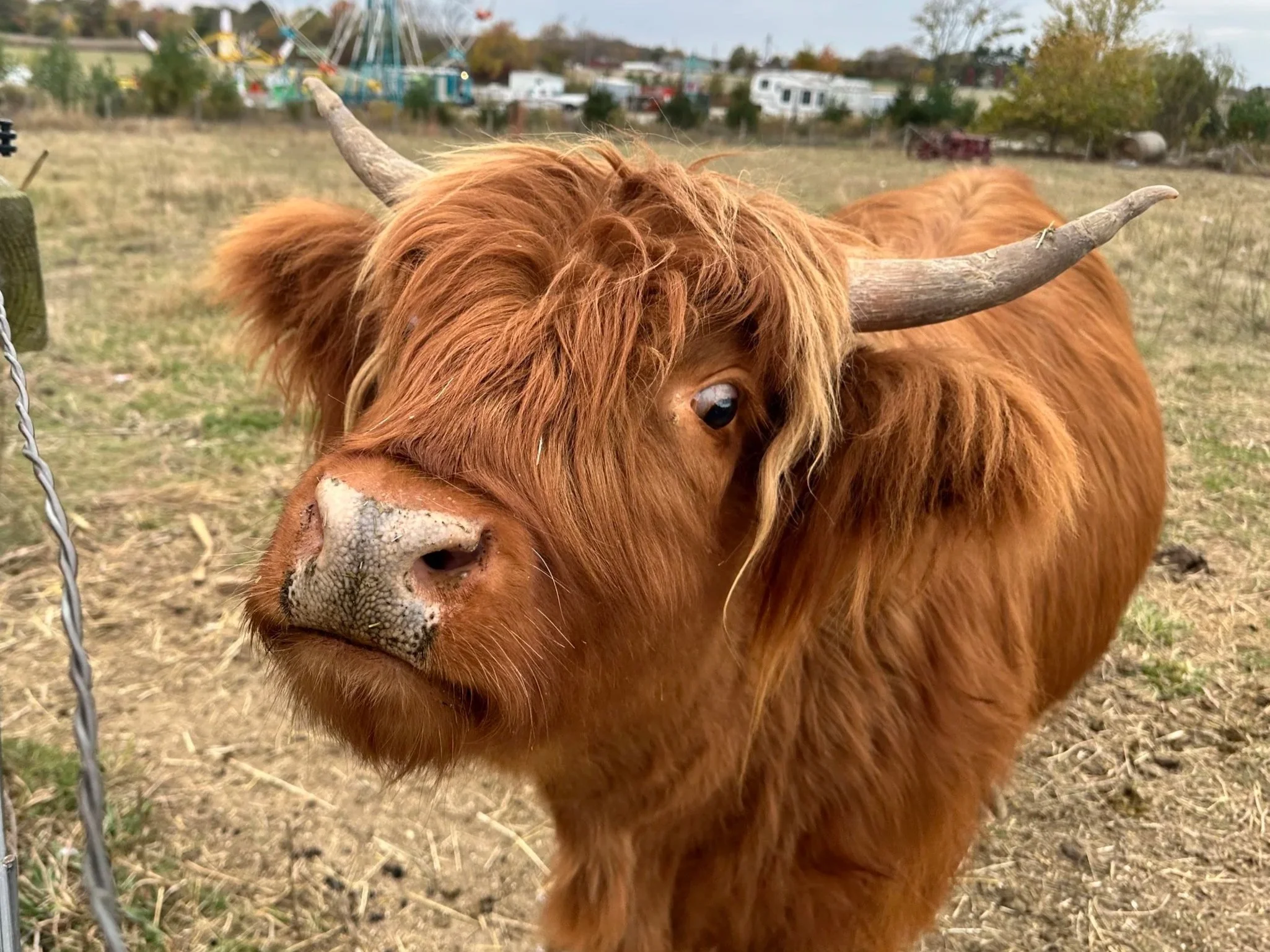 highland cows at Lark Ranch