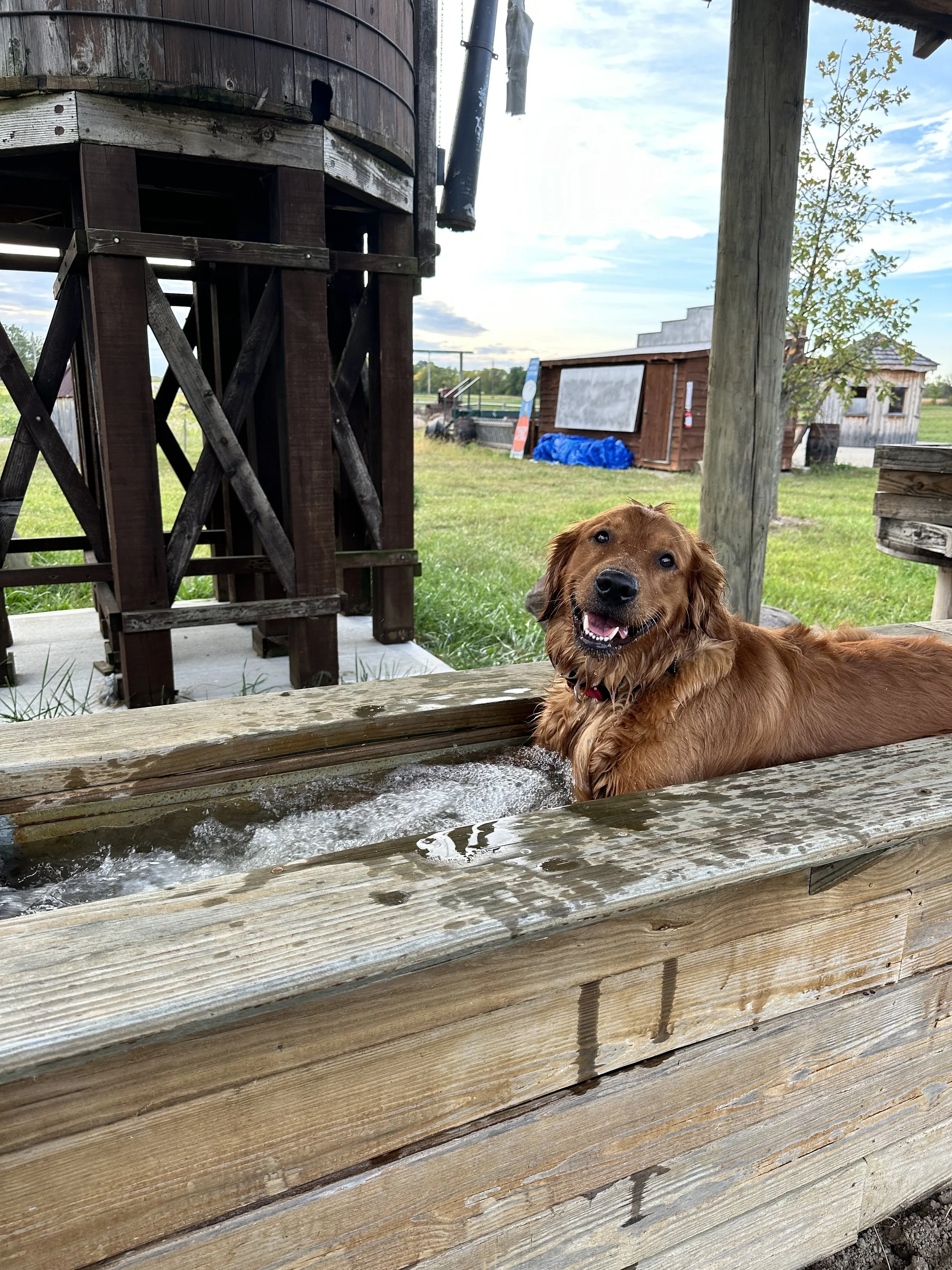 A happy brown dog lying in a wooden tub filled with water outdoors, with a wooden structure, a tree, and a small building in the background under a partly cloudy sky.