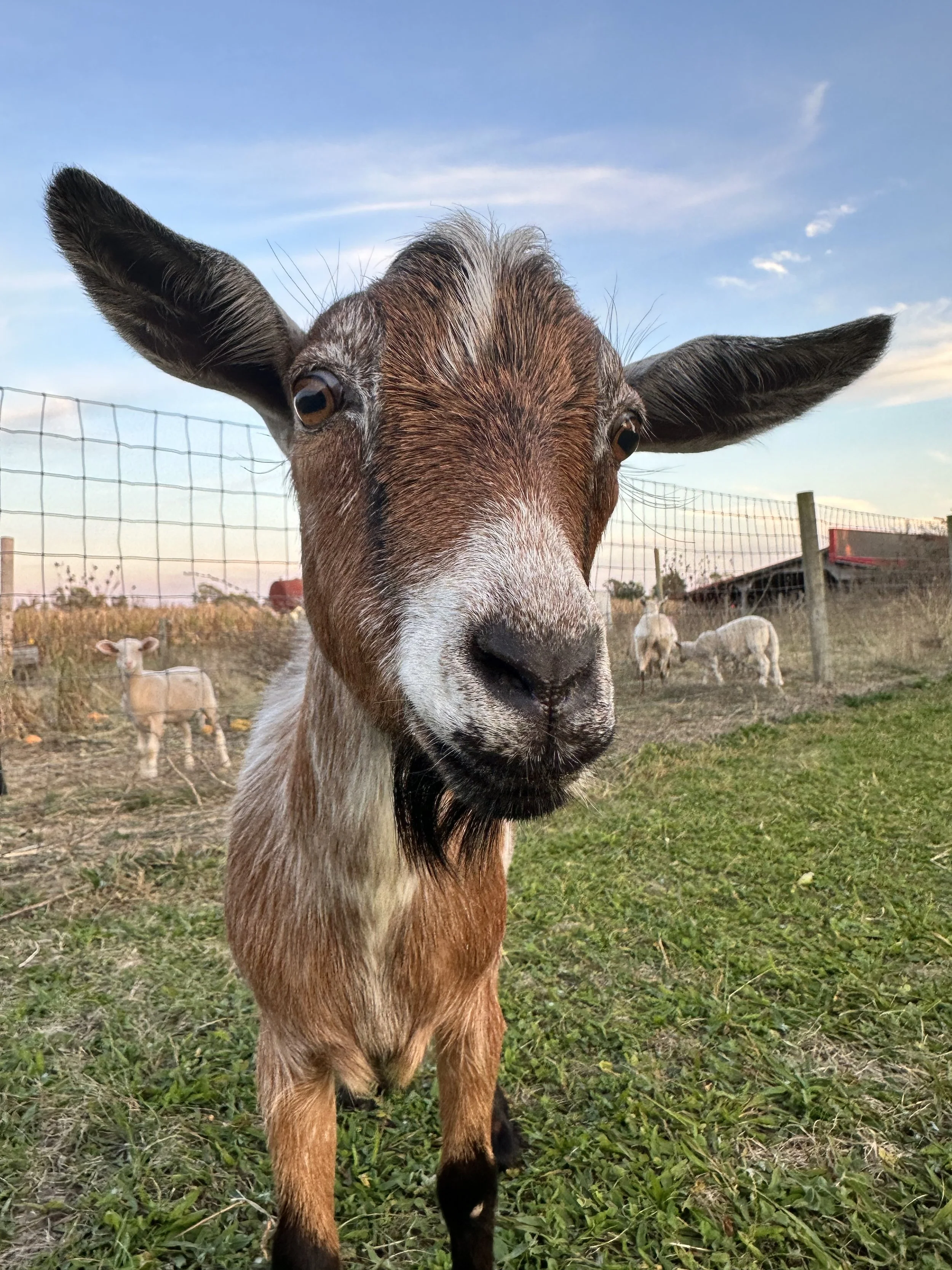 goats at Lark Ranch
