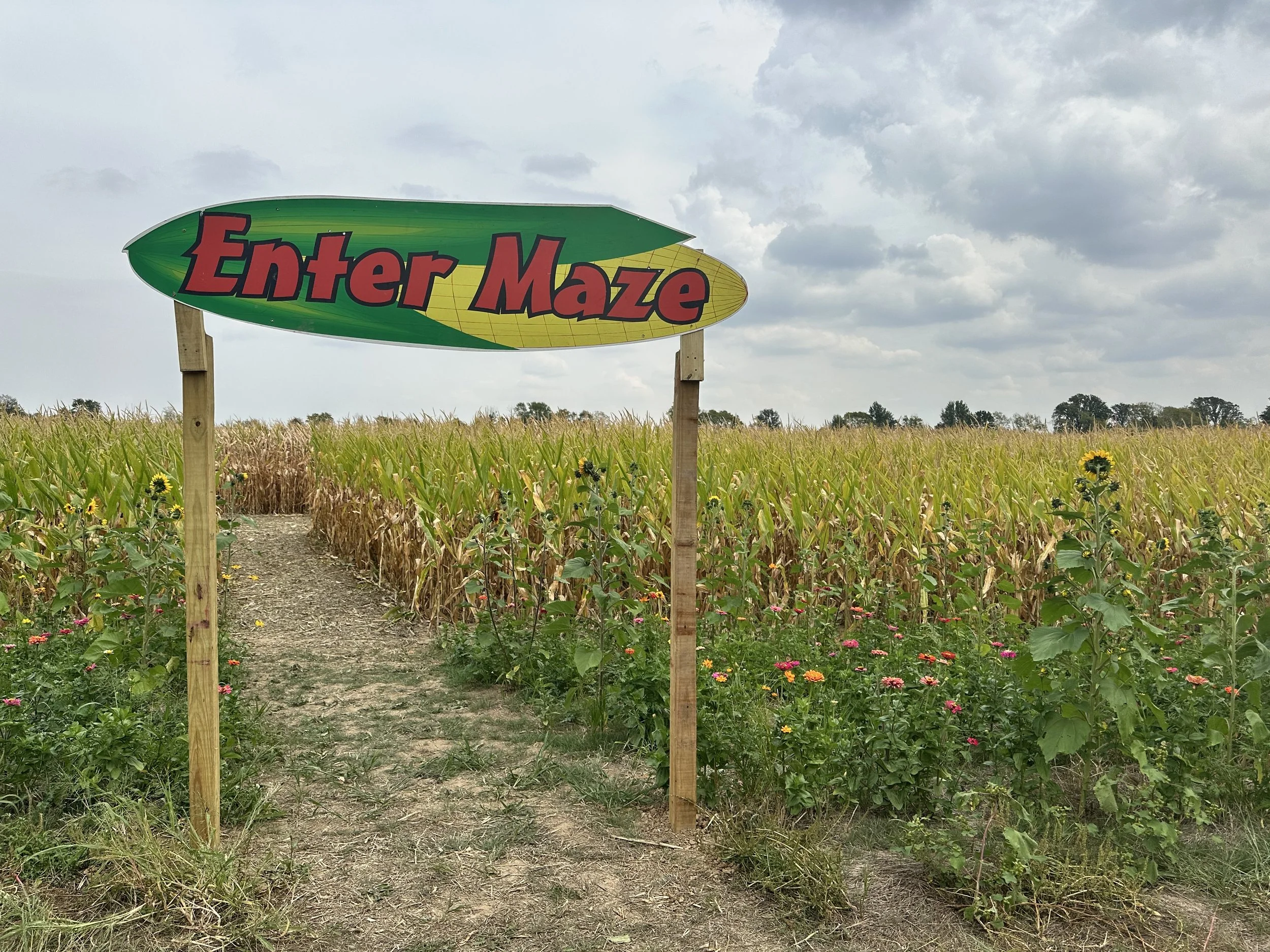 Corn Maze at Lark Ranch