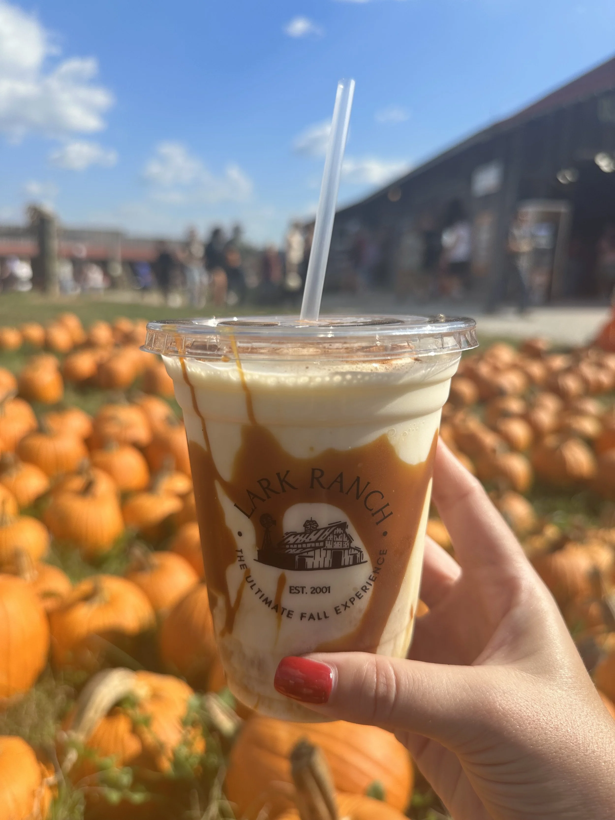 A hand with red painted nails holding a caramel swirl iced coffee with a straw, pumpkin patch with pumpkins and a barn in the background on a sunny fall day.