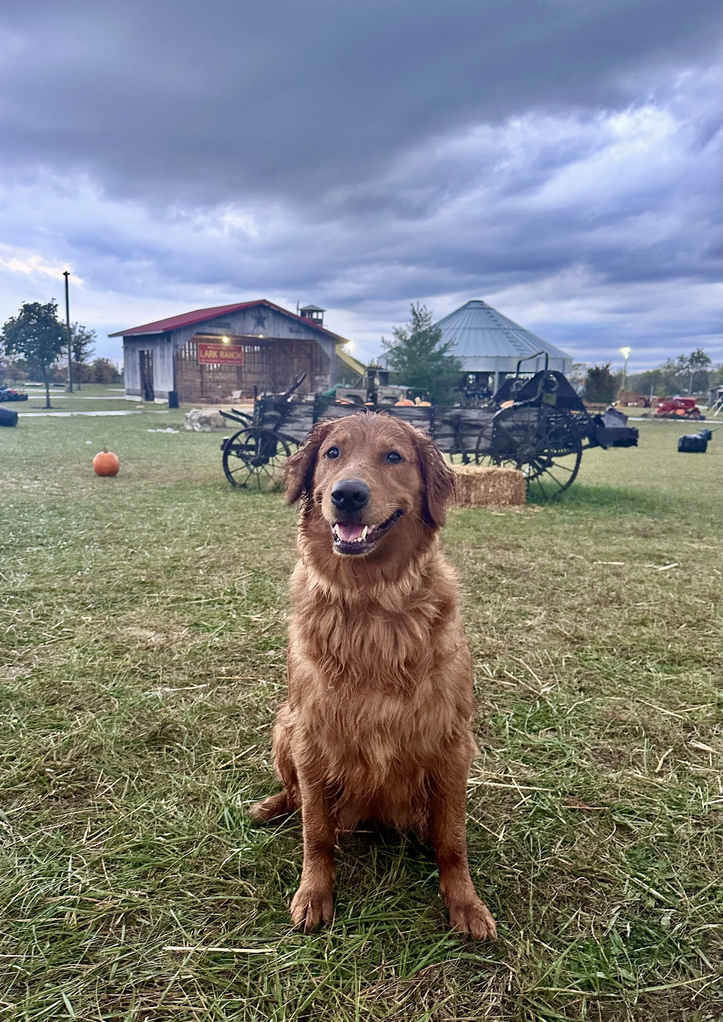 A happy golden retriever puppy sitting on a grassy field with a barn and a silo in the background under a cloudy sky during daytime.