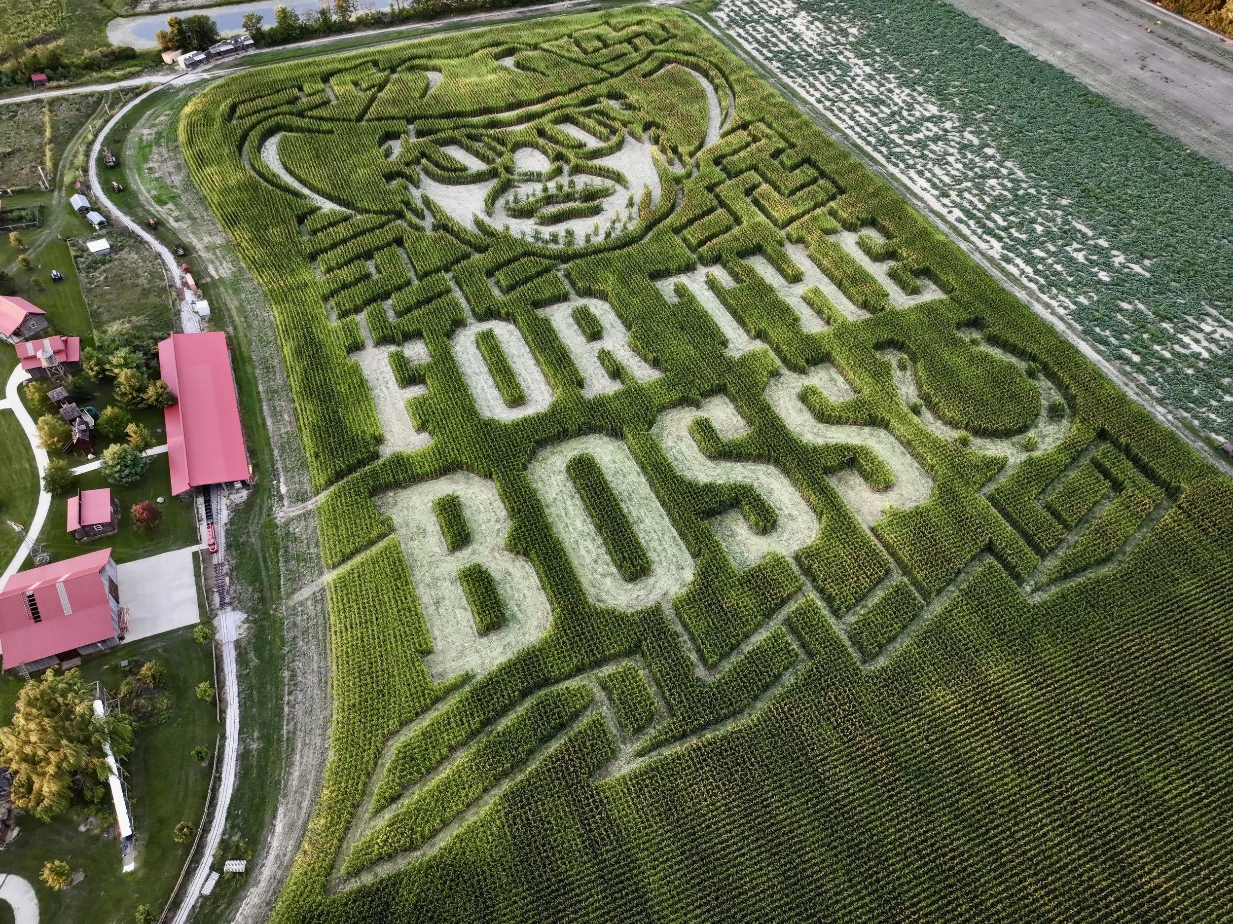 Corn Maze at Lark Ranch