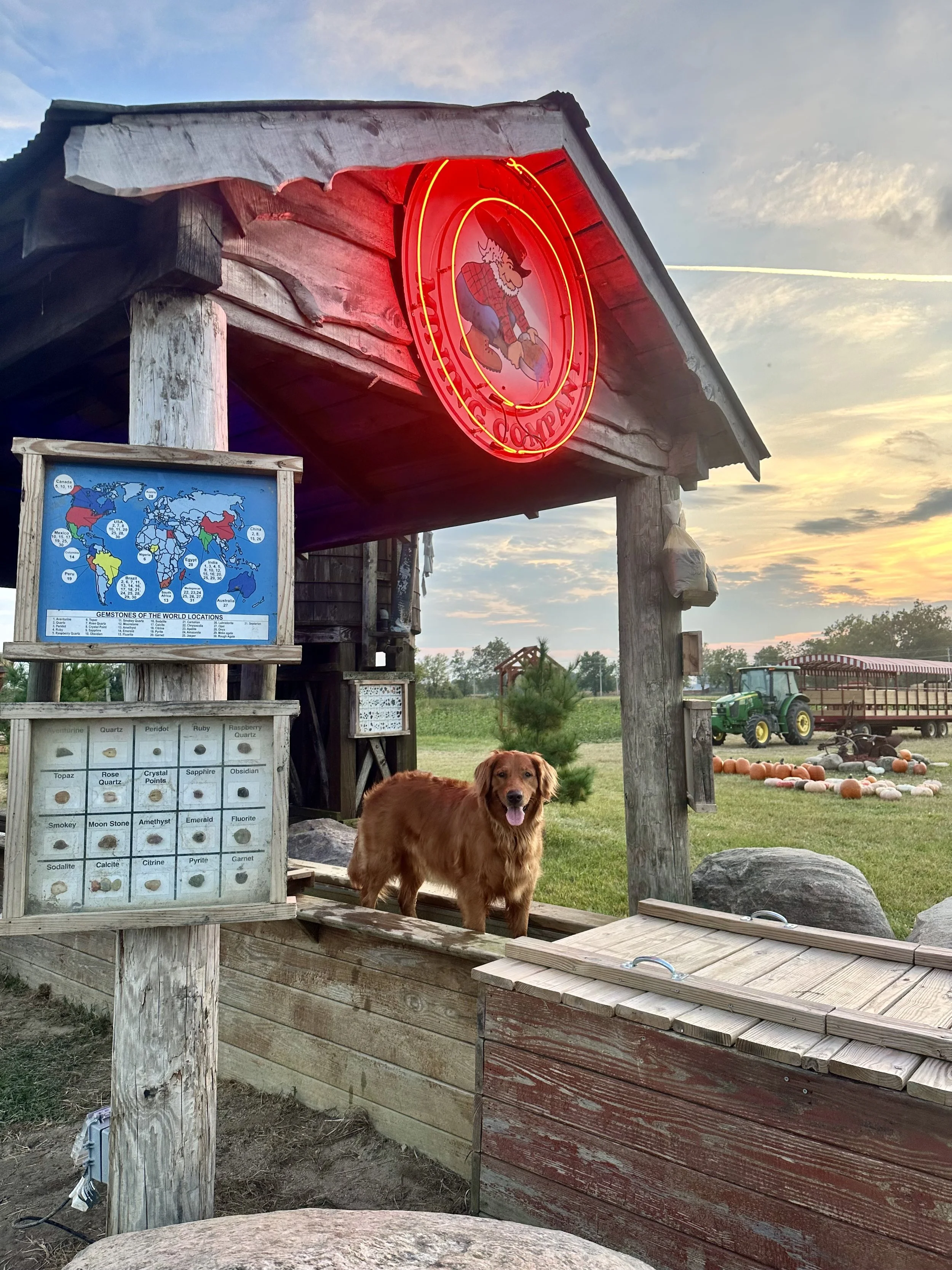 A dog standing on a wooden platform in front of a rustic wooden building with a red neon sign of a wolf or dog's head. The building has a weathered appearance and informational signs about gemstones. The background features a field with pumpkins, a tractor, and a sunset sky with clouds.