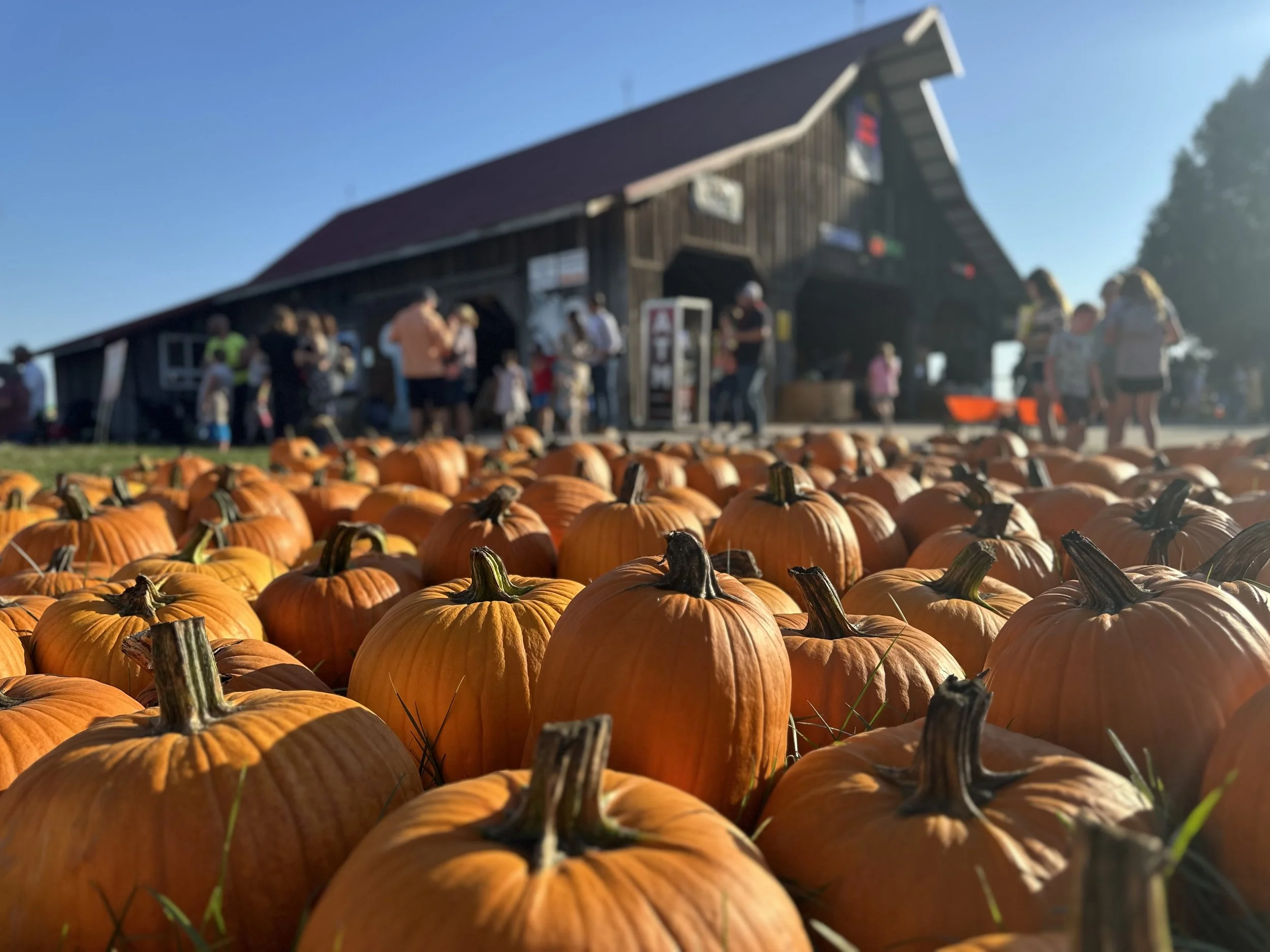 pumpkins at Lark Ranch Loogootee