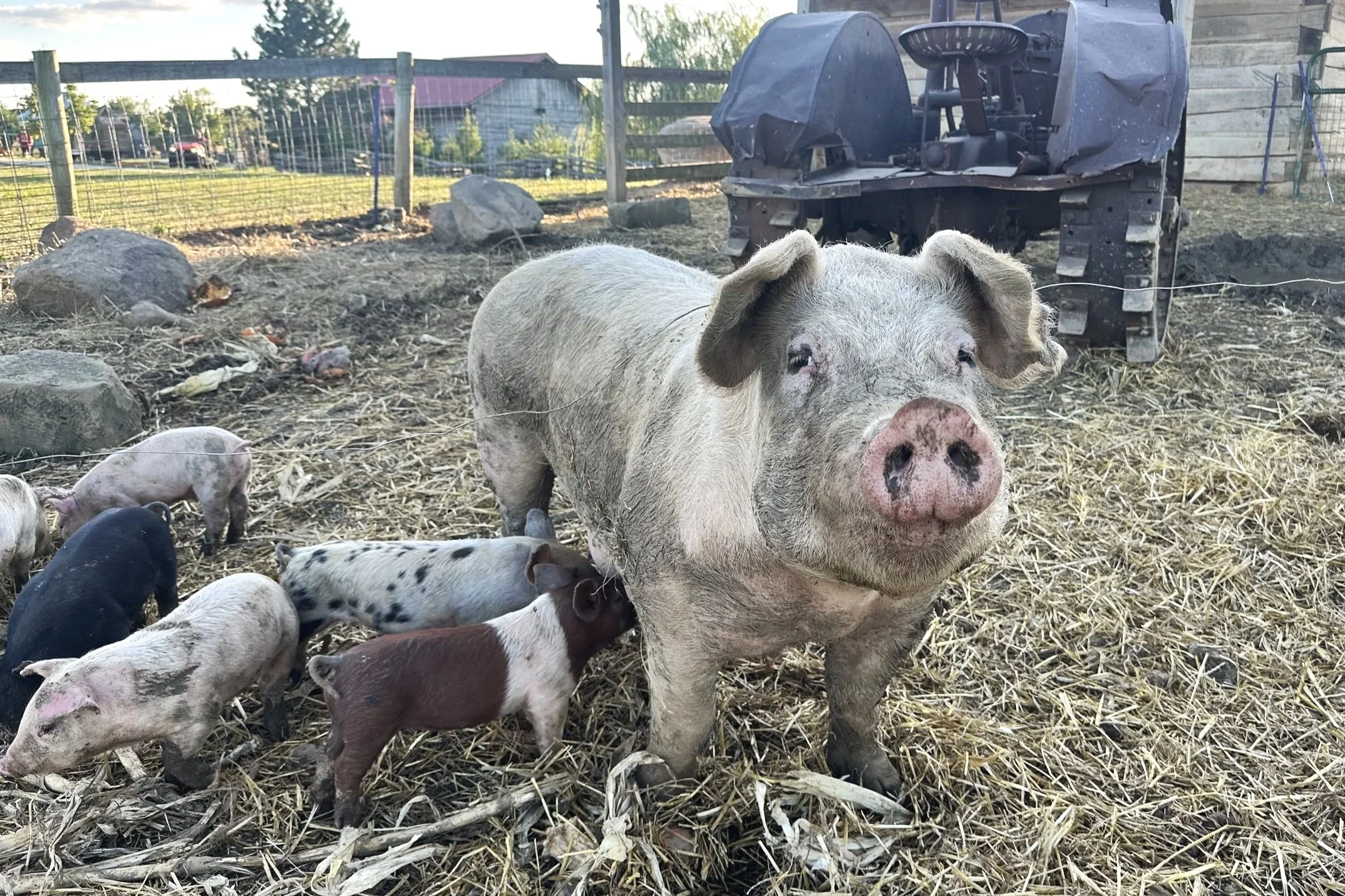 pigs at Lark Ranch