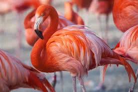 flamingo 1.jpg