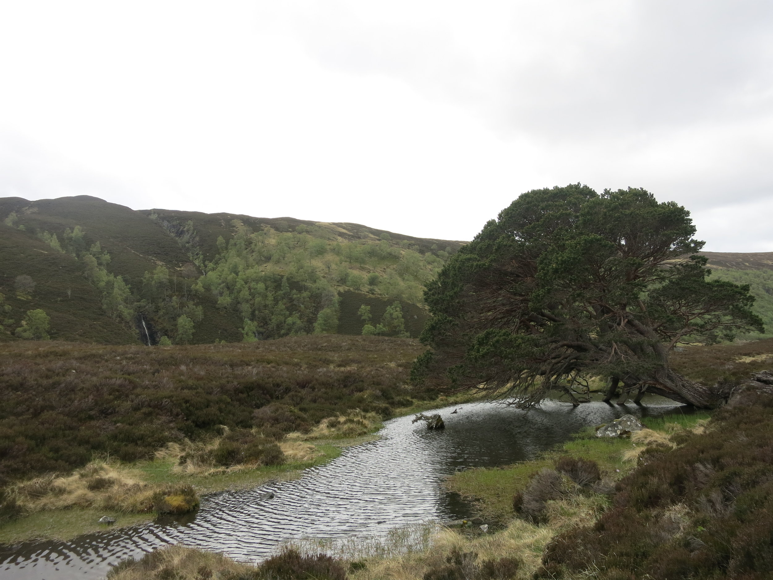 Glen Feshie