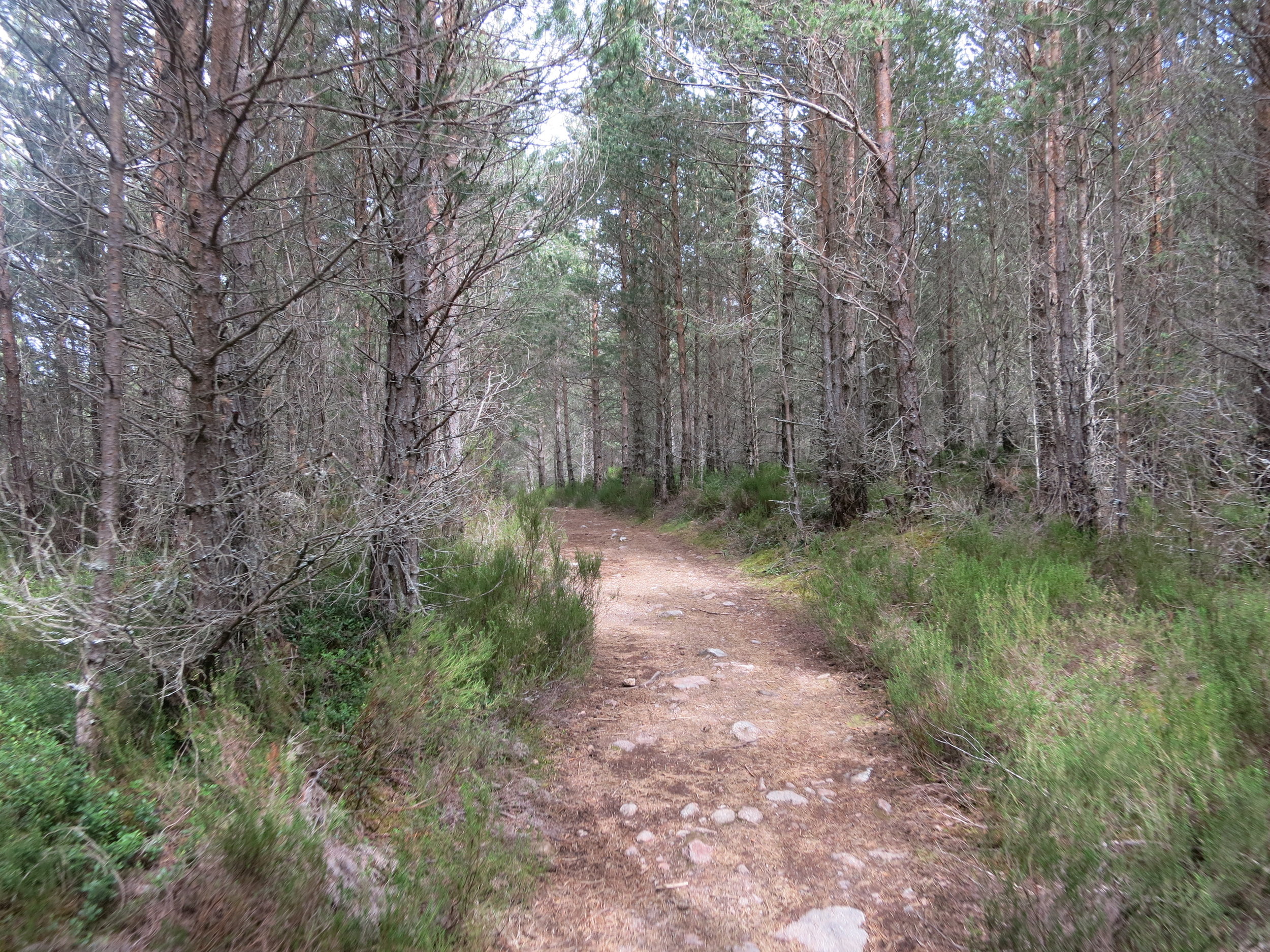 Linn of Dee