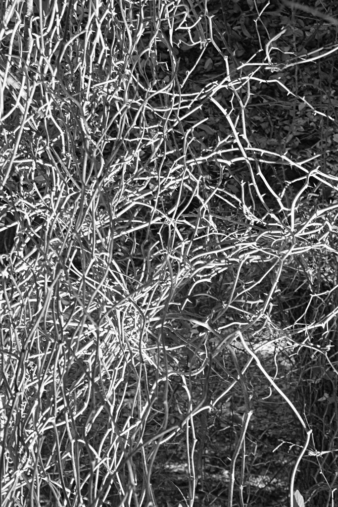 Where chaos becomes order (Right panel)