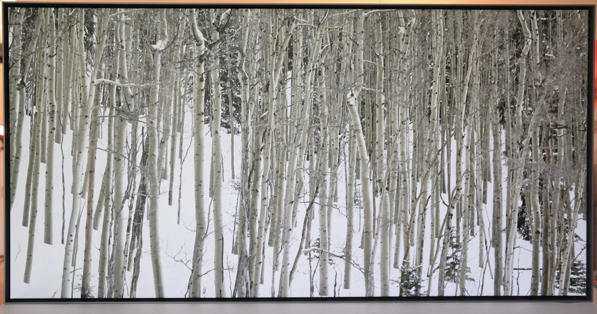 Aspens in the snow