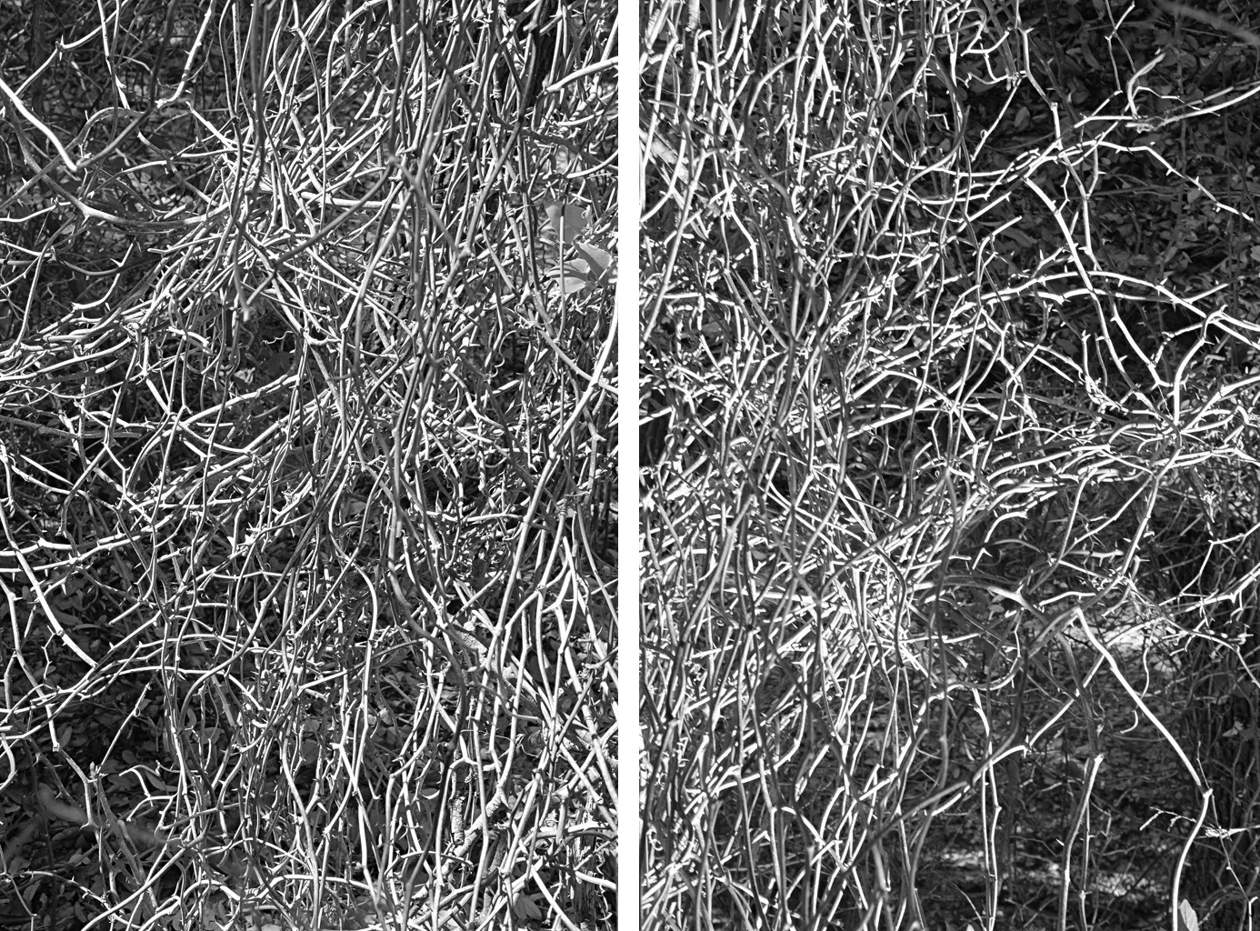 Where chaos becomes order (Diptych)